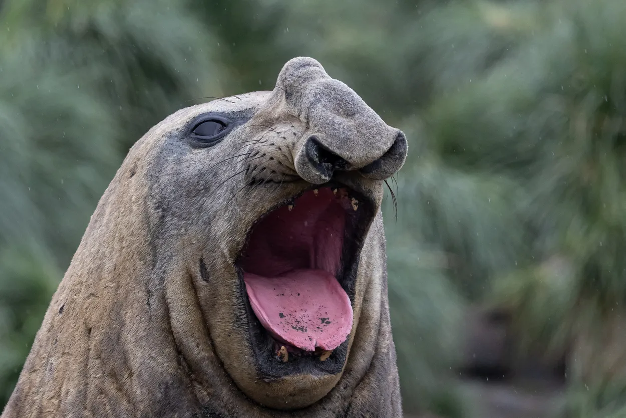 Entry 21727572