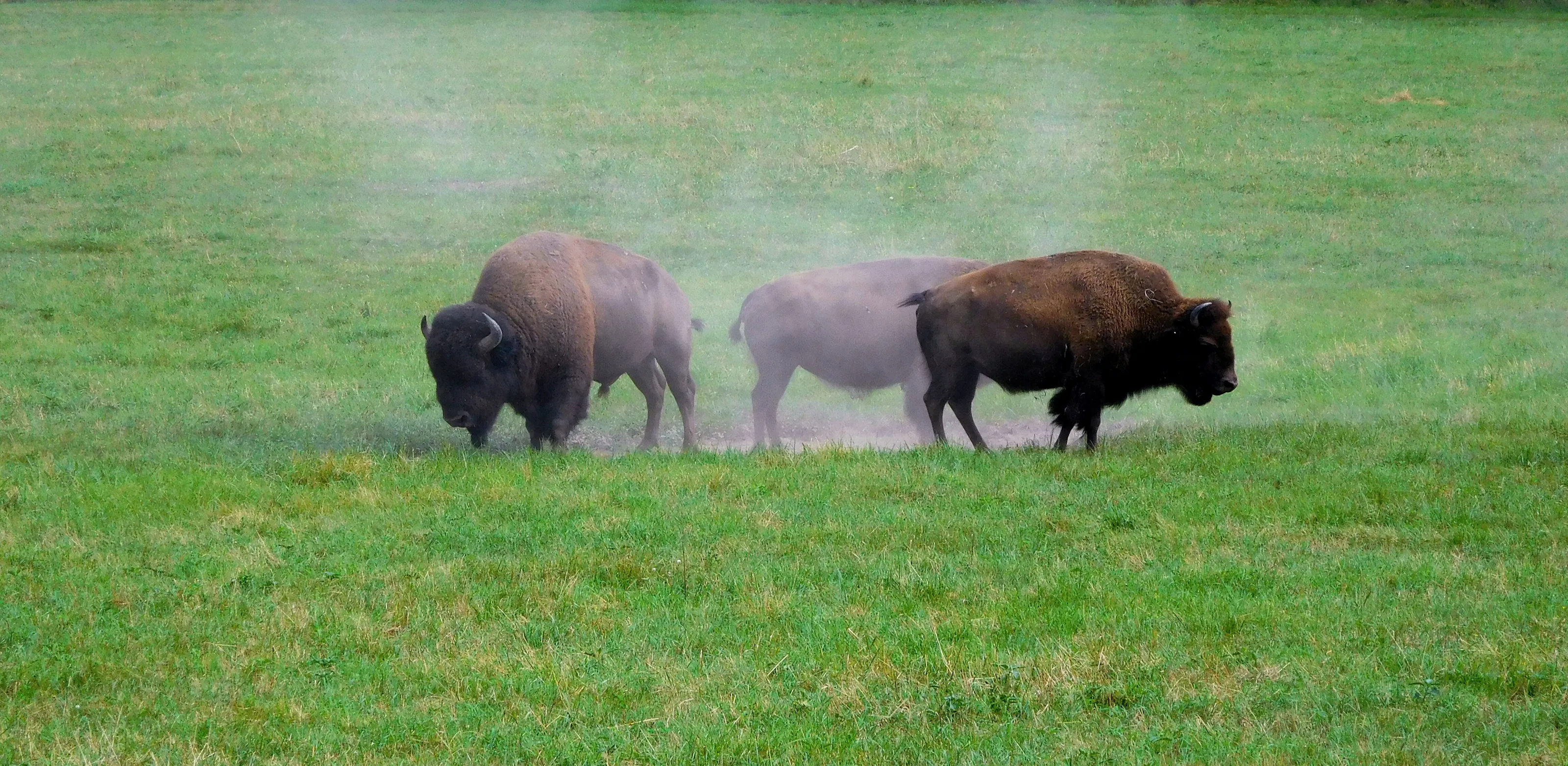 Three bison post-dust-bath