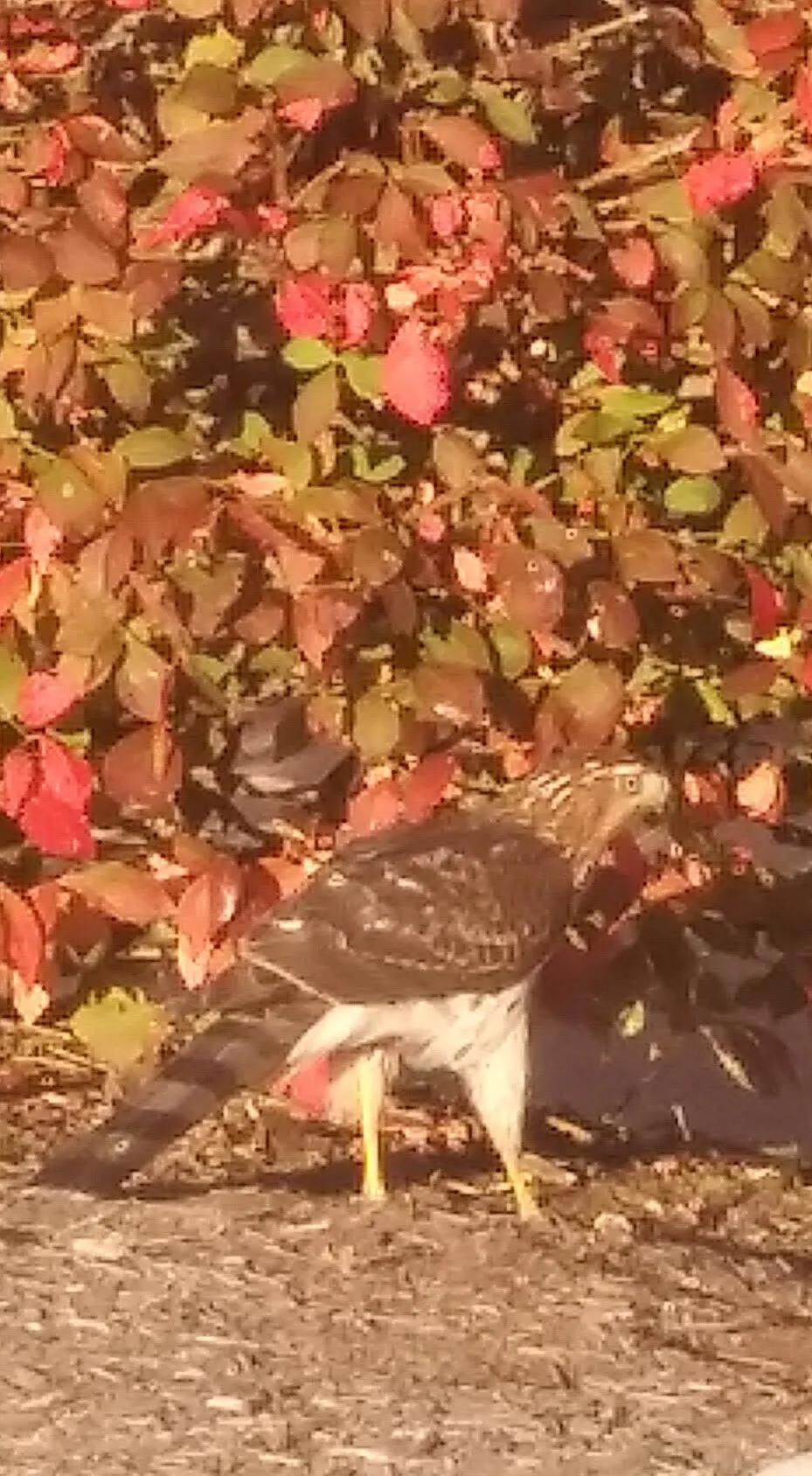 Hawk after a bird
