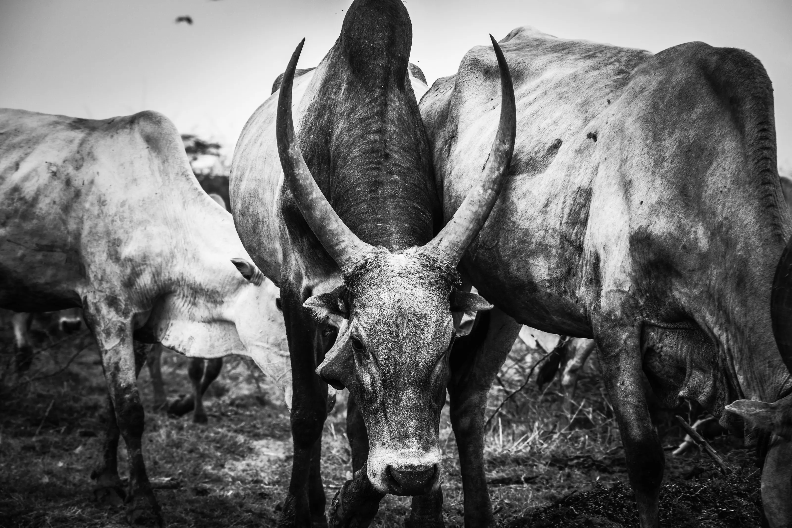 Jallikattu