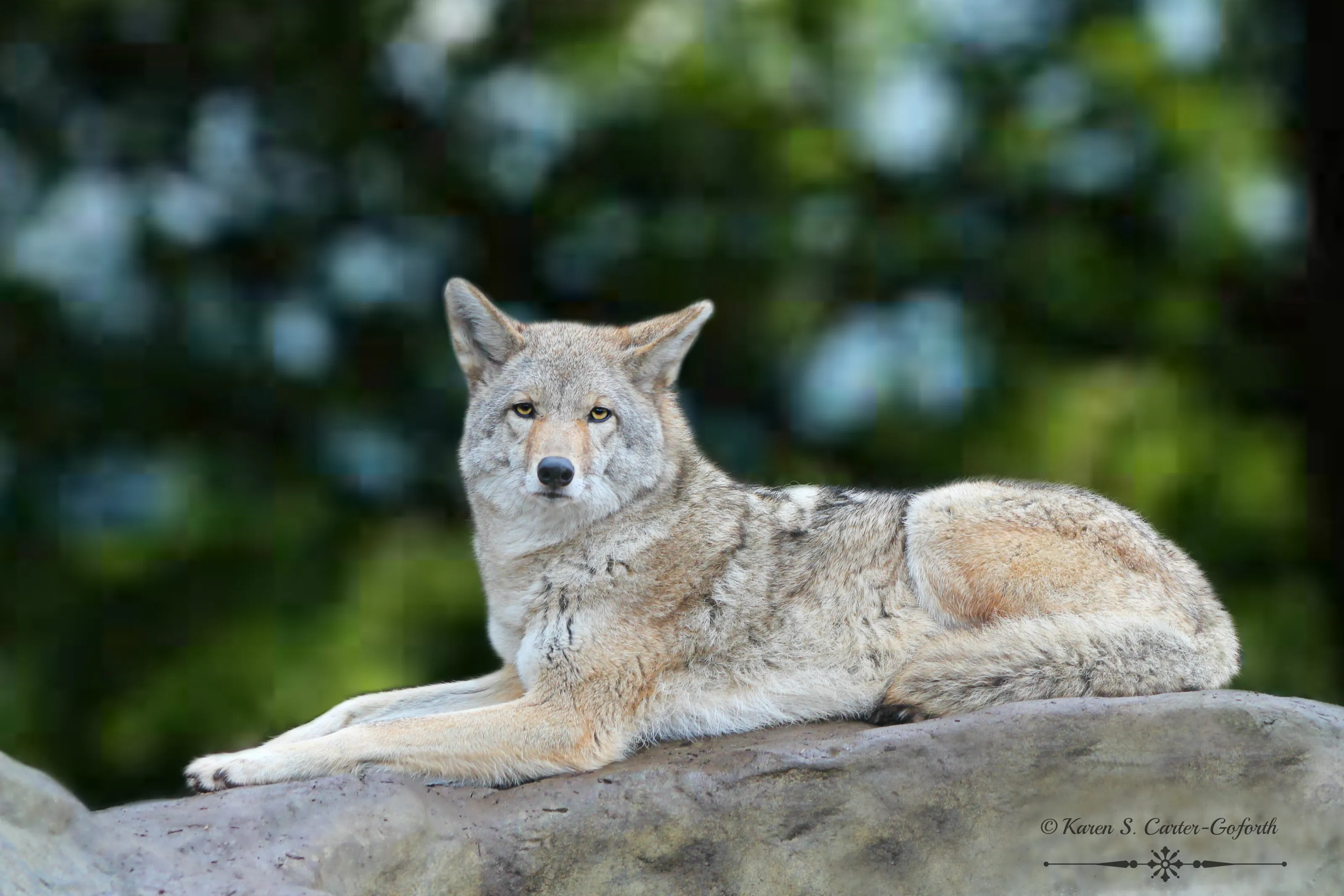 Coyote