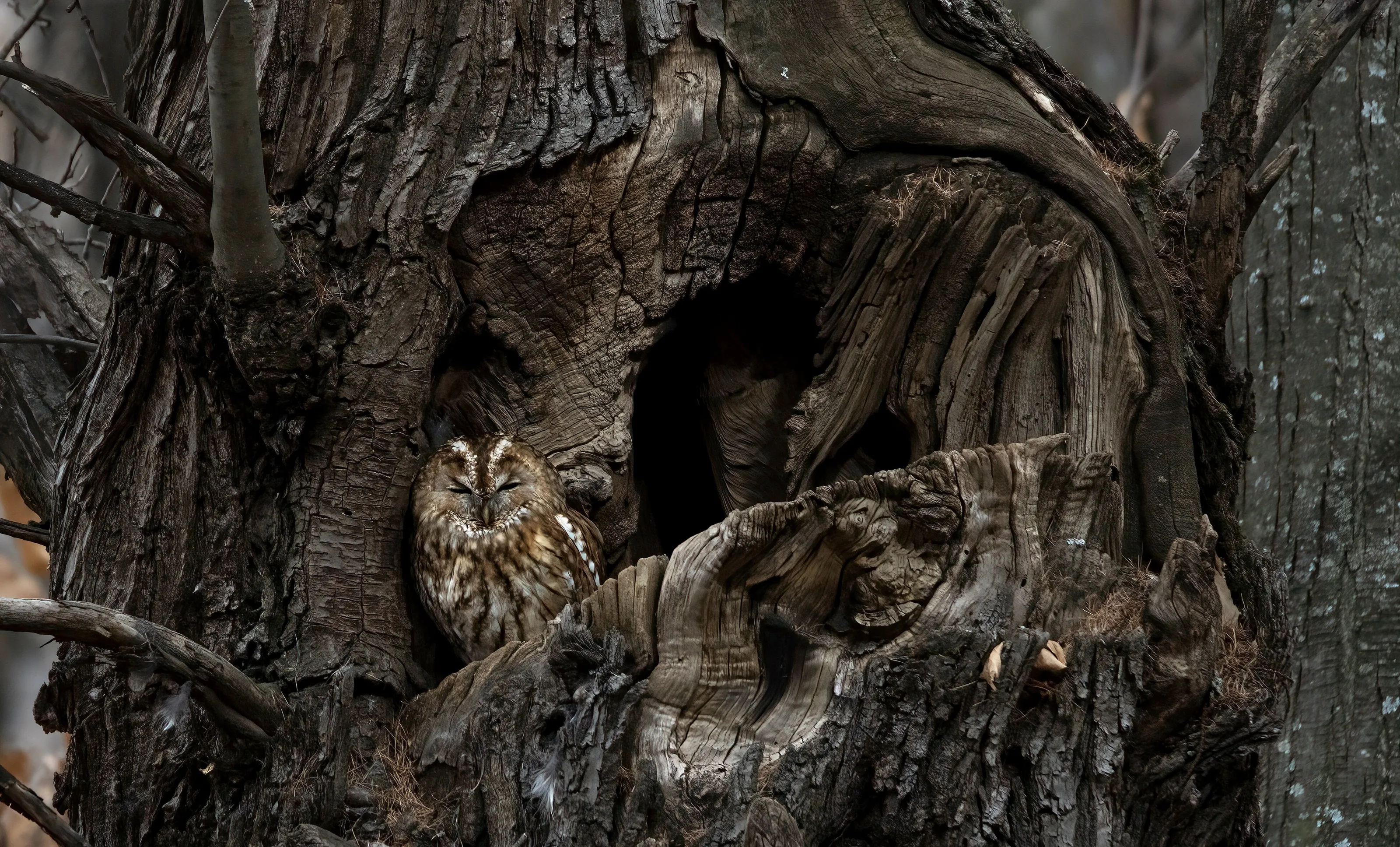 Sleepy owl