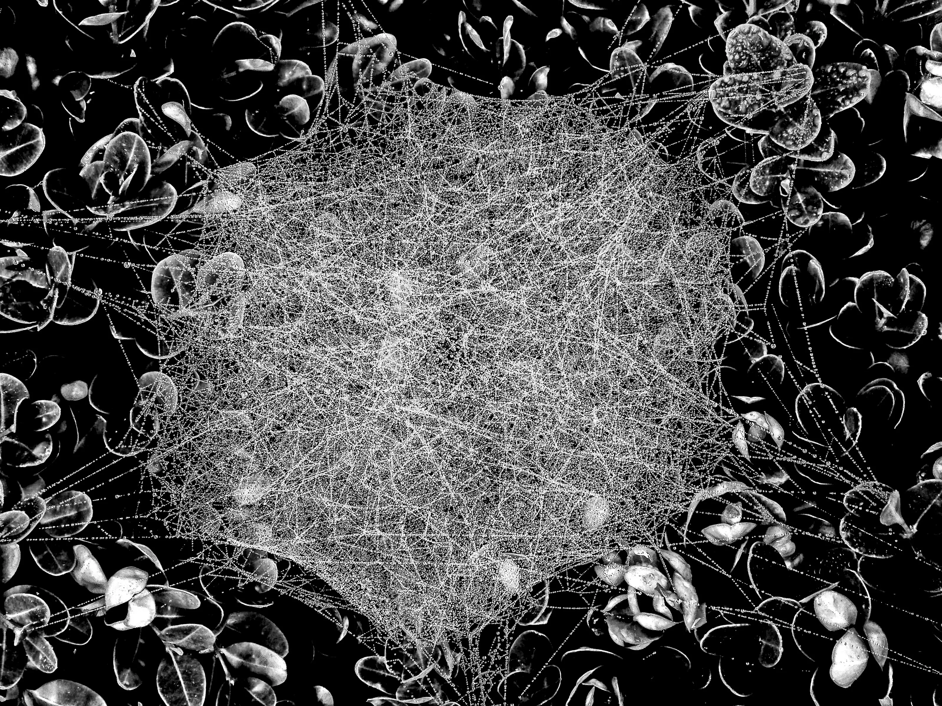 Spider Web
