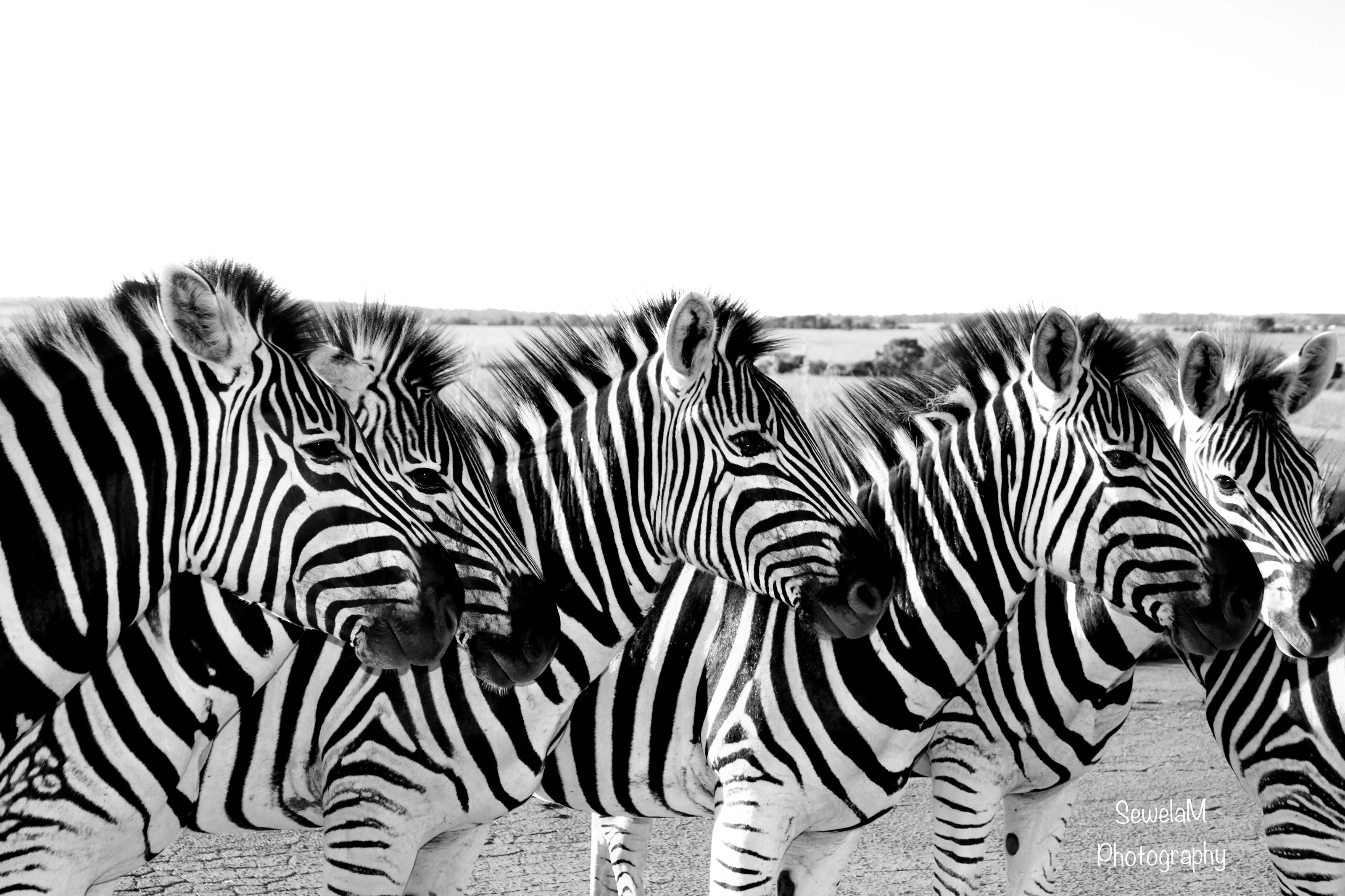 Hypnotic Zebra