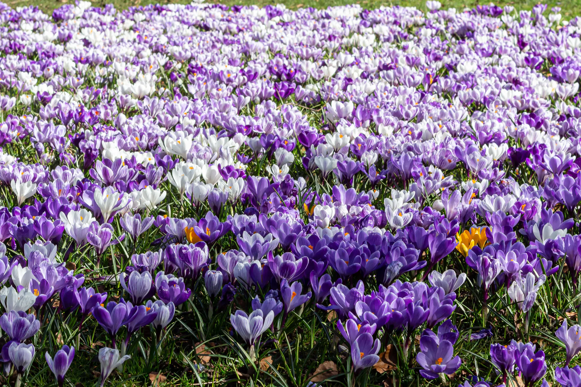 A sea of crocuses