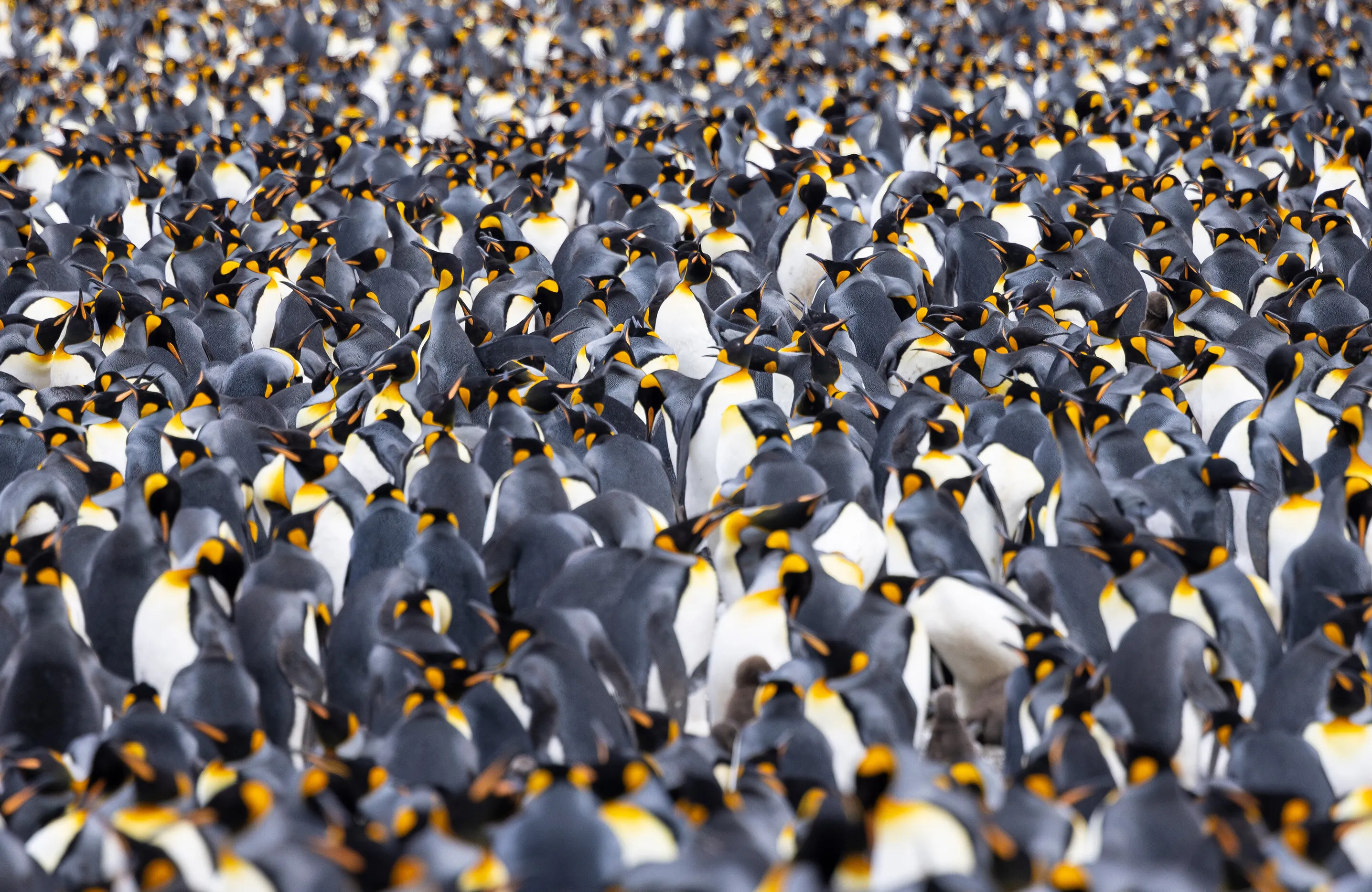 Where's Wally - King Penguin Edition