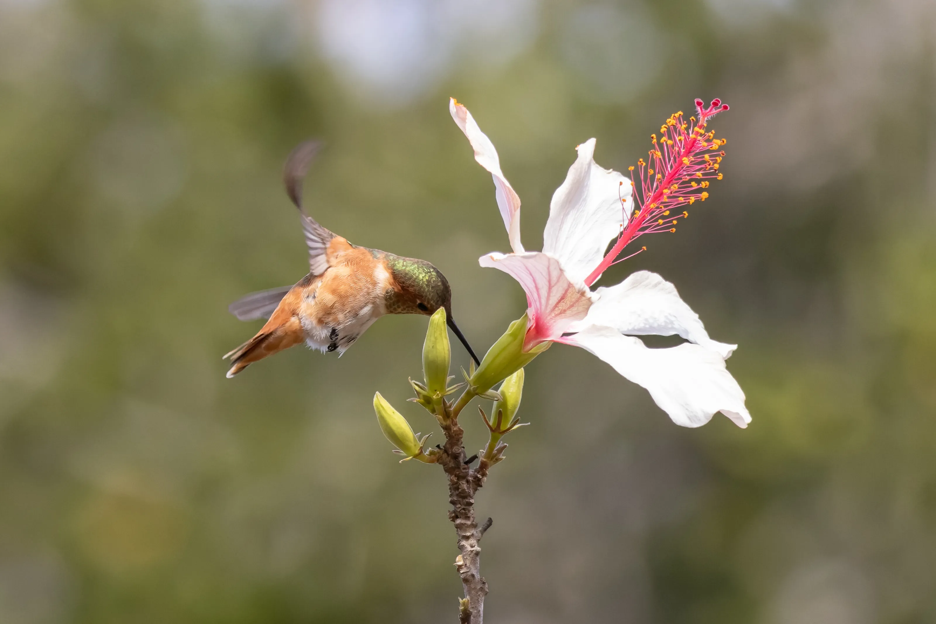 Hummingbird in flight
