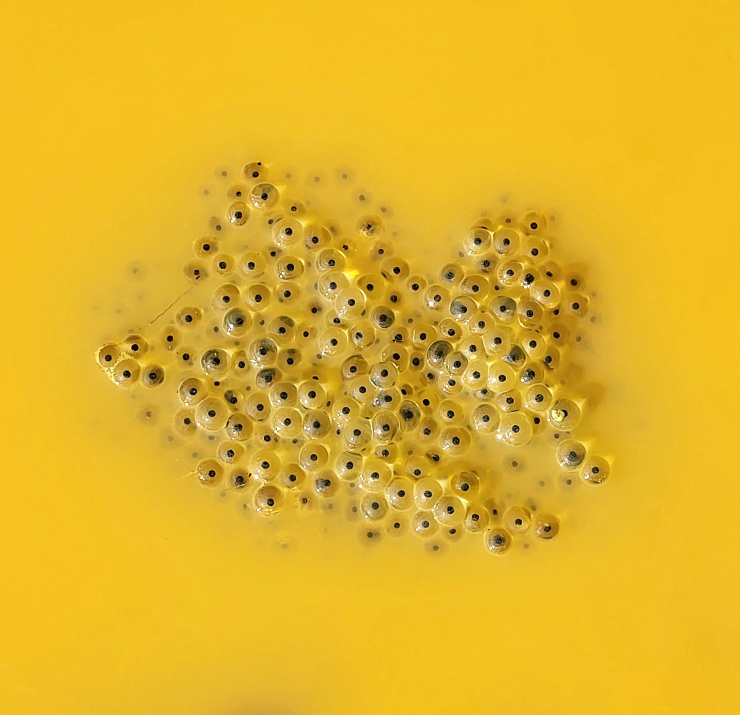 A yellow start to life