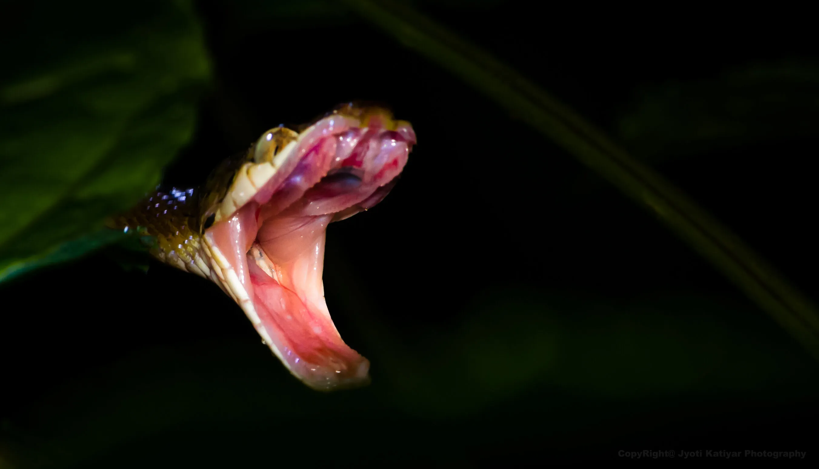 Common Cat Snake