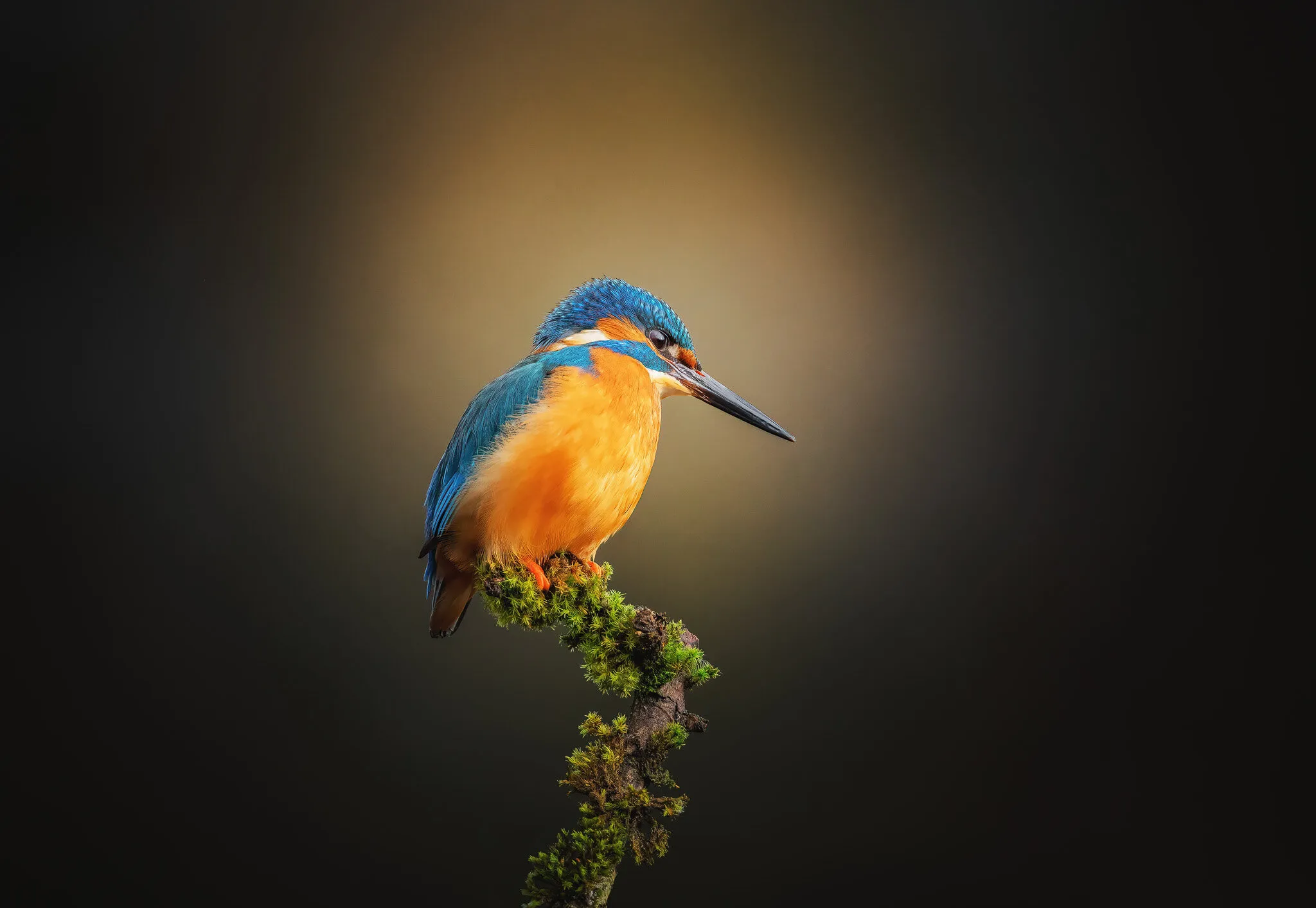 Crowning Glory