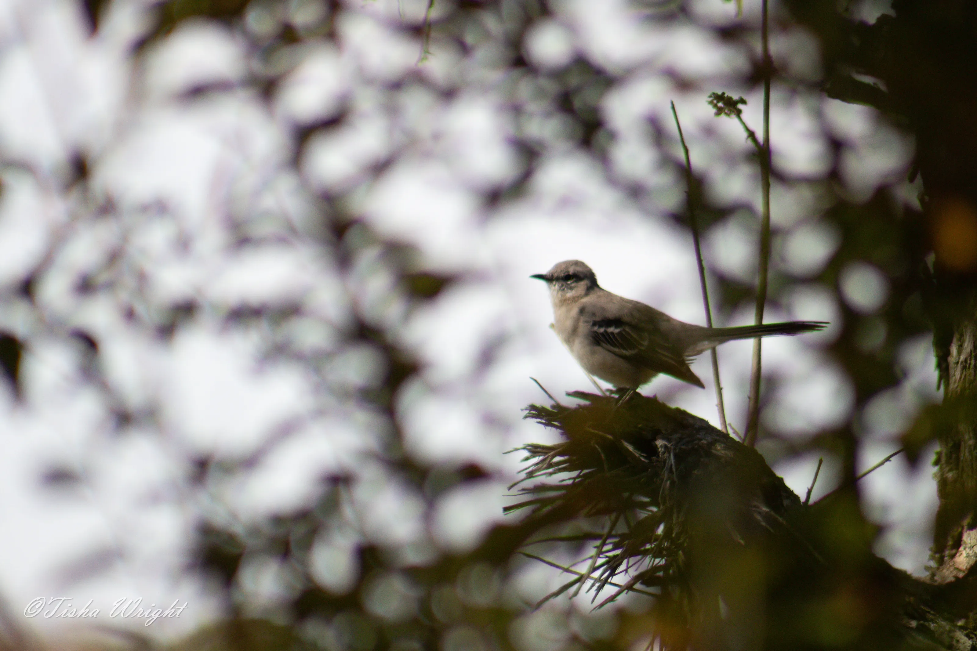 Mocking Bird Peek