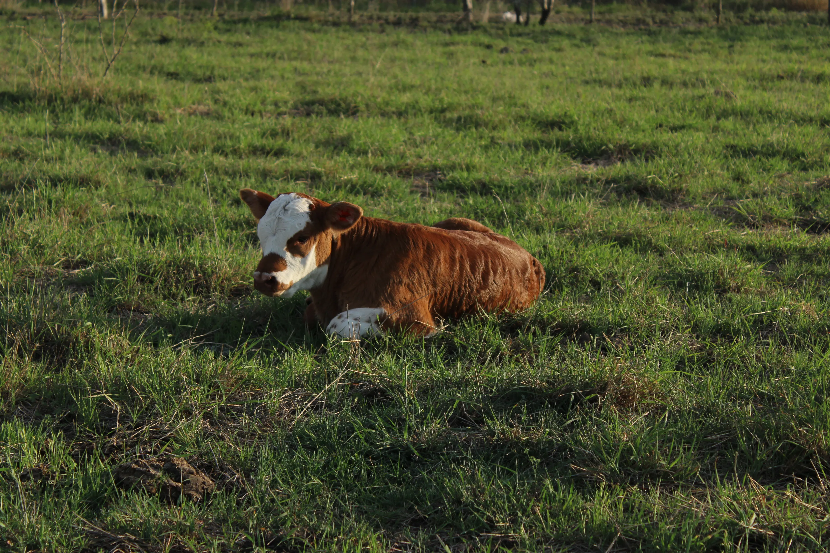 New Calf