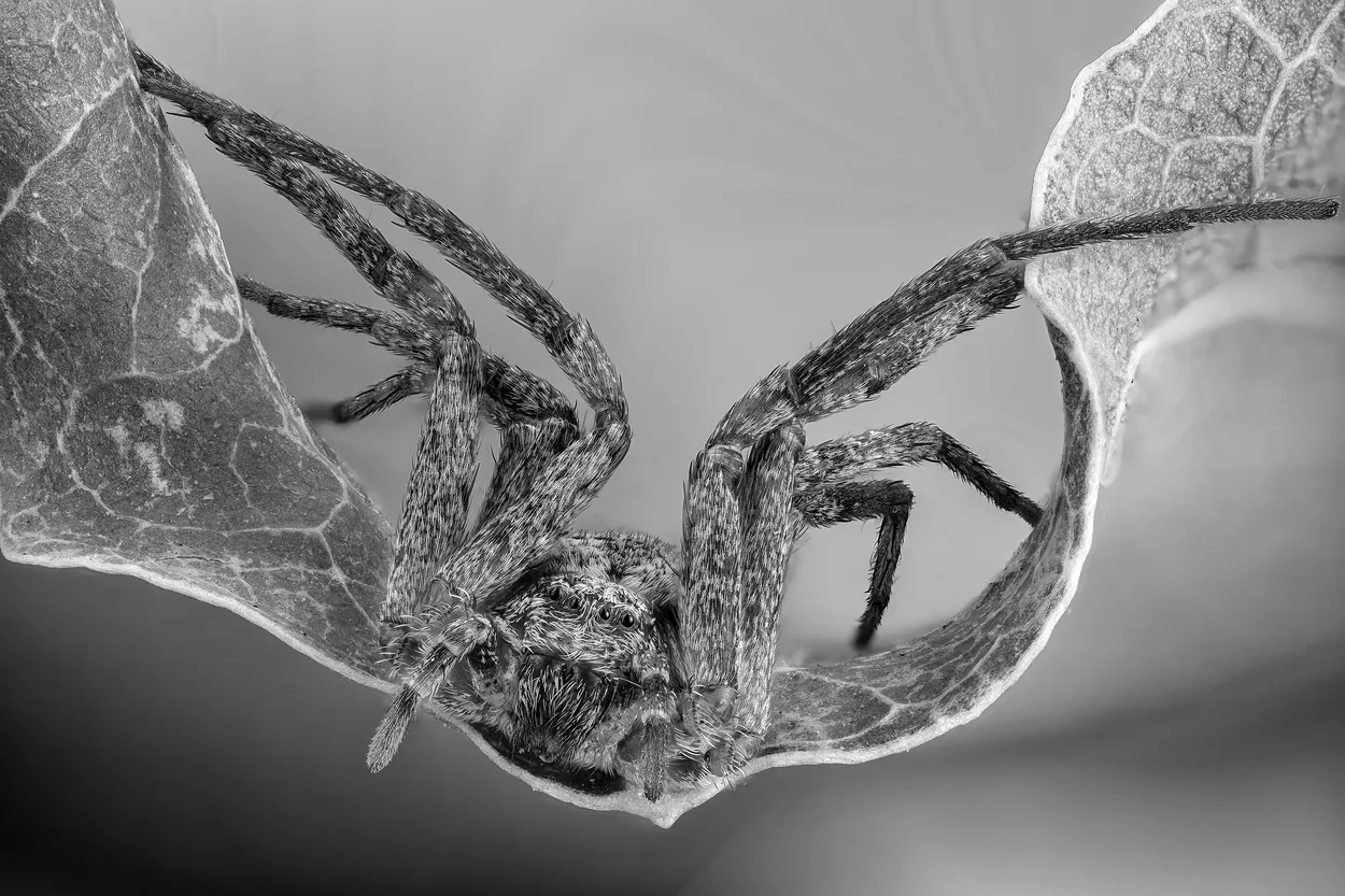 Spider on a Leaf