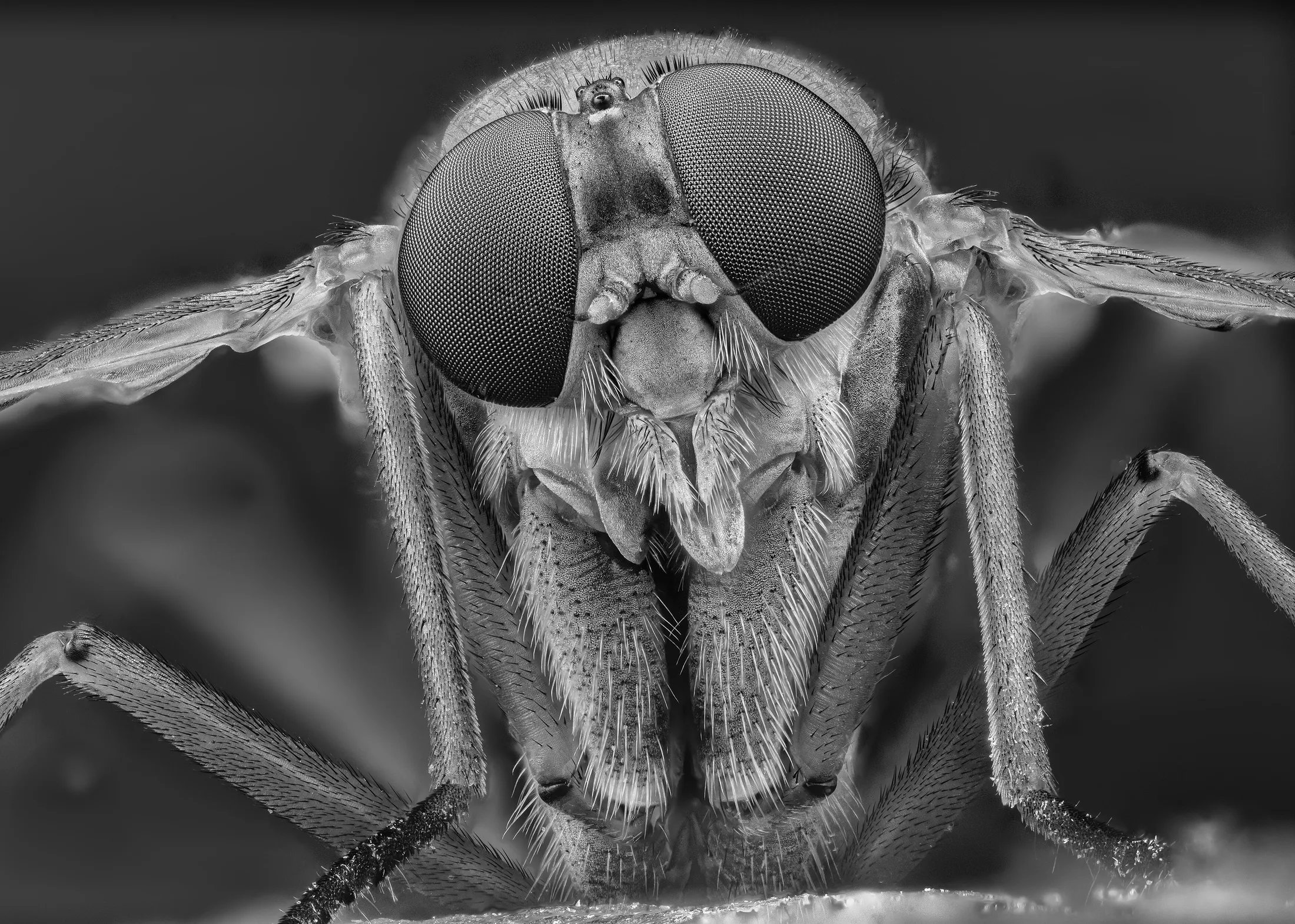 Snipe Fly Portrait B&W