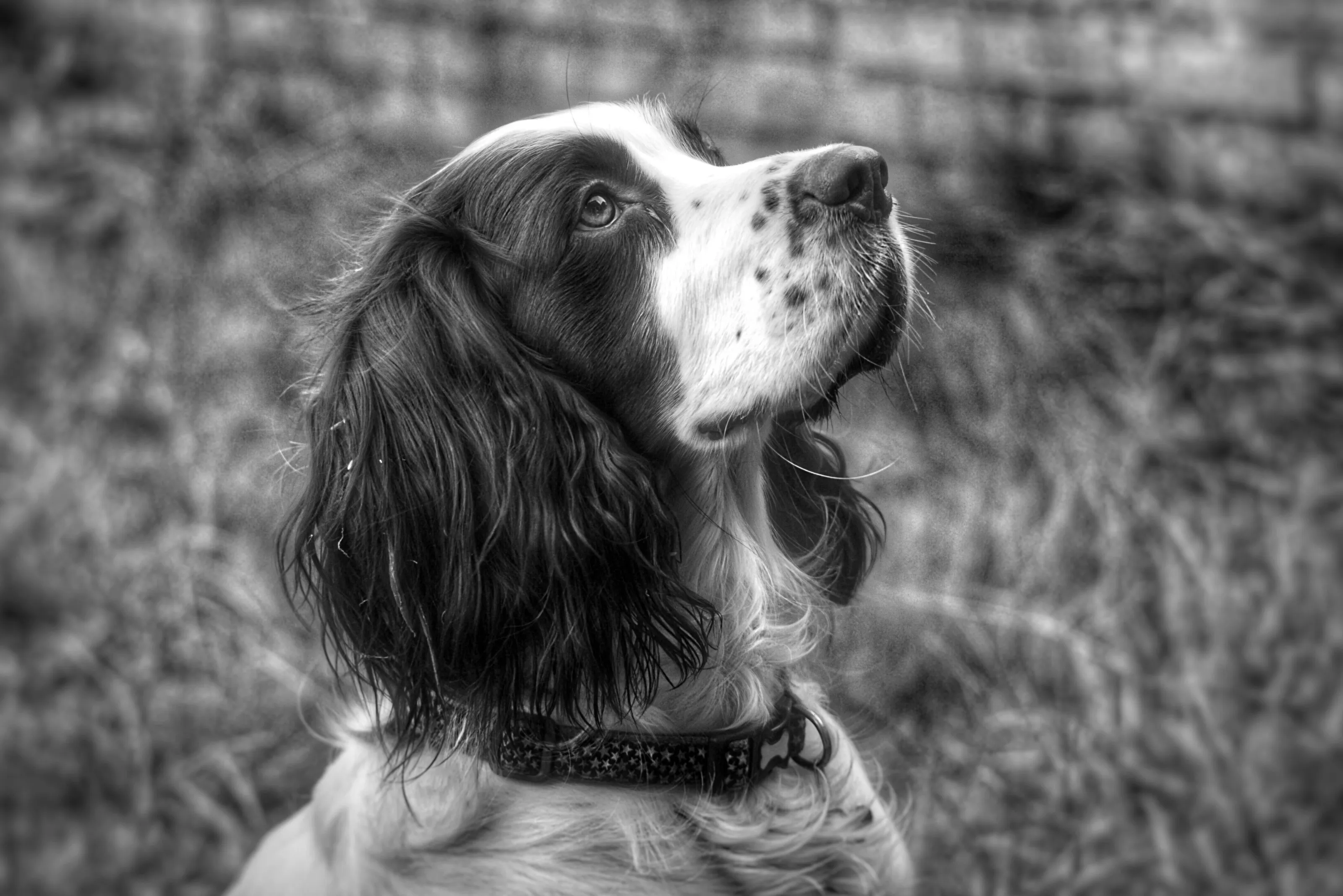 English Springer Spaniel