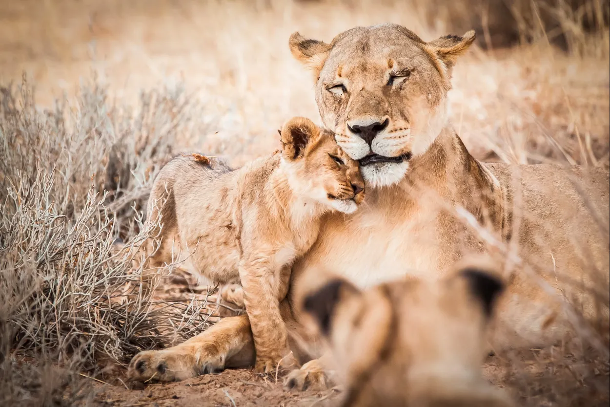 Lioness and her cub