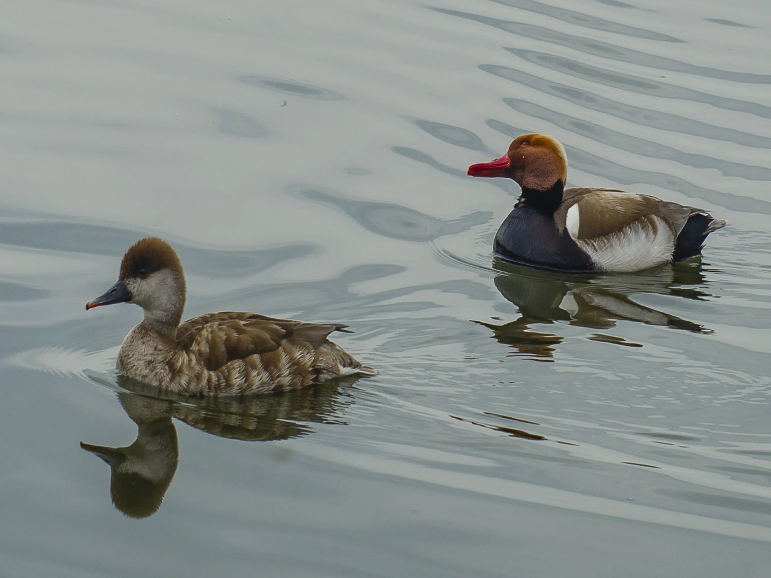 Pochard ducks-1