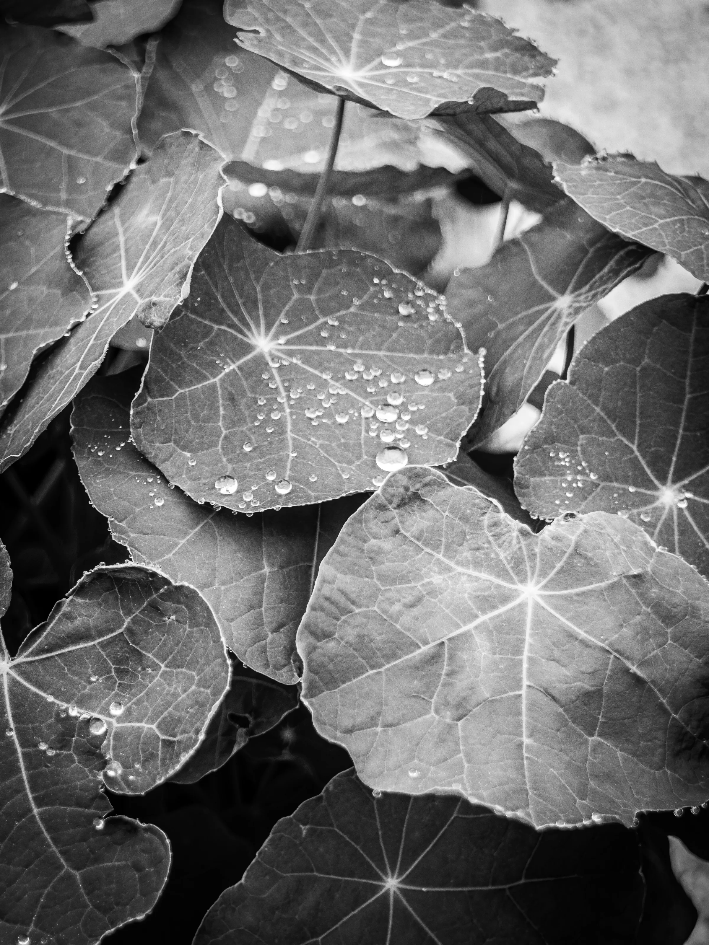 Droplets on the leaves.