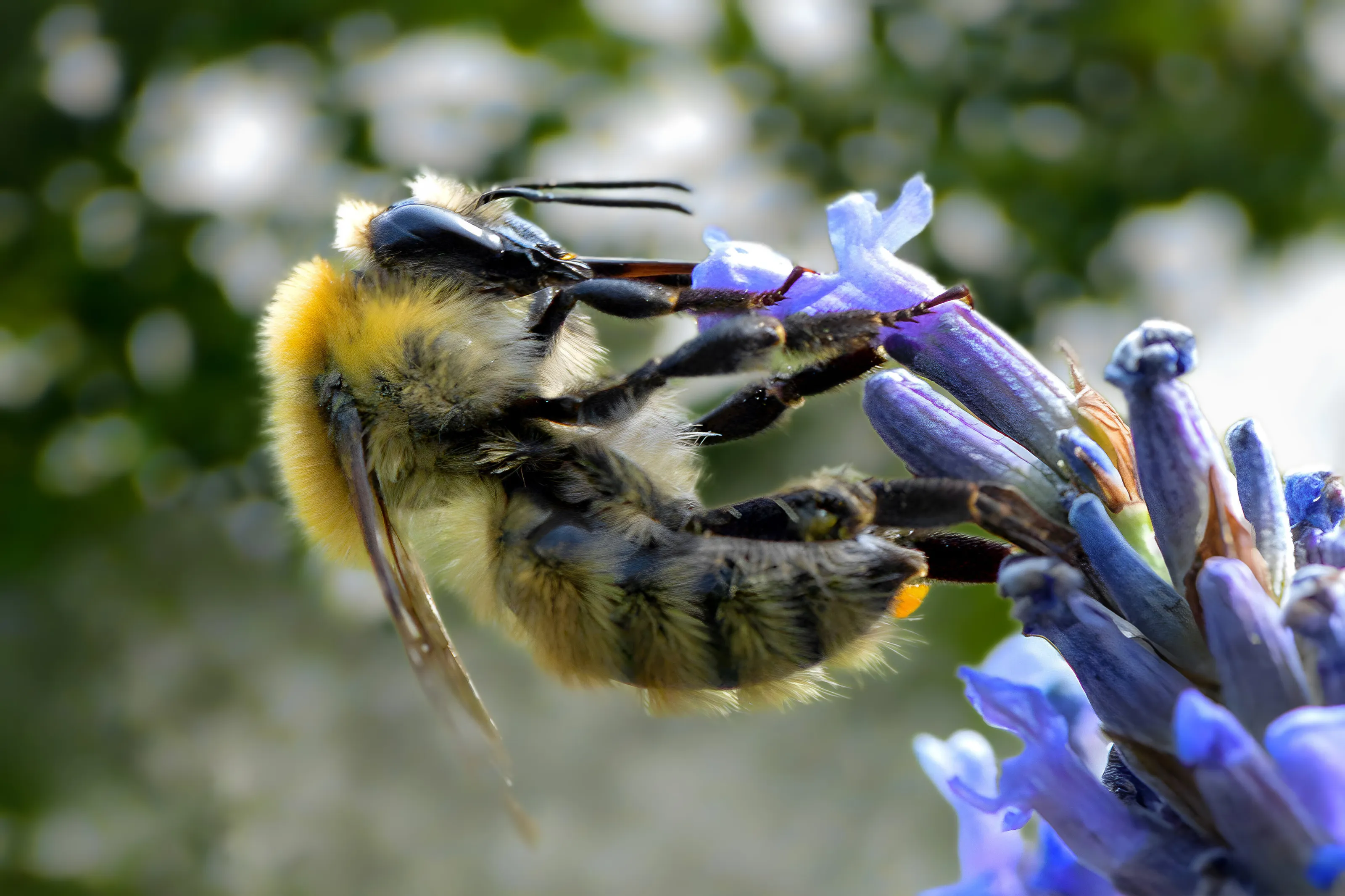 Bumblebee on Lavender
