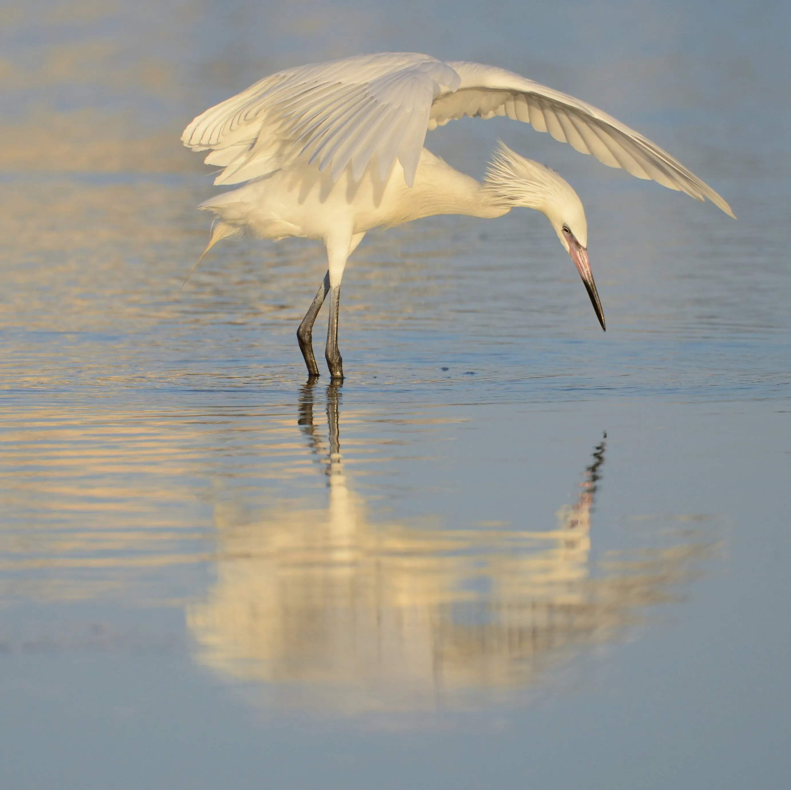 Reddish Egret exhibits canopy behavior