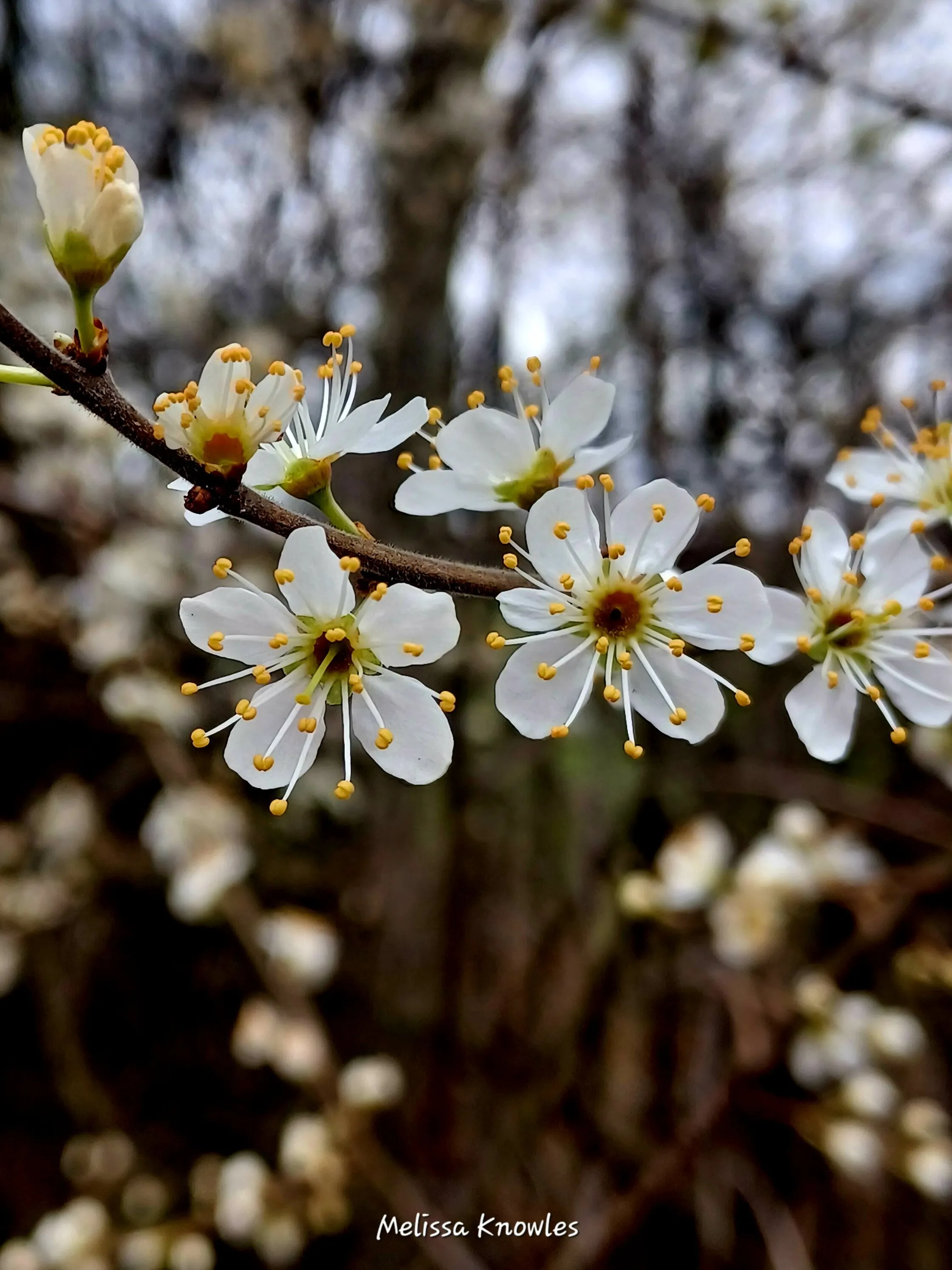 Spring Blossoms