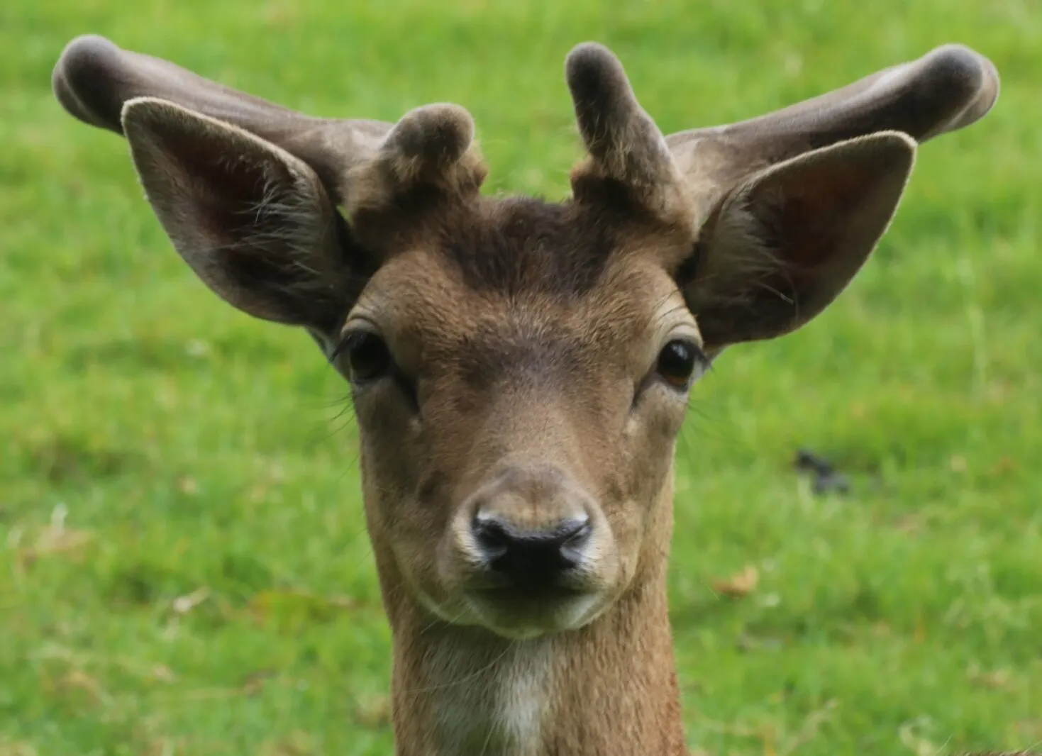 Nosey deer