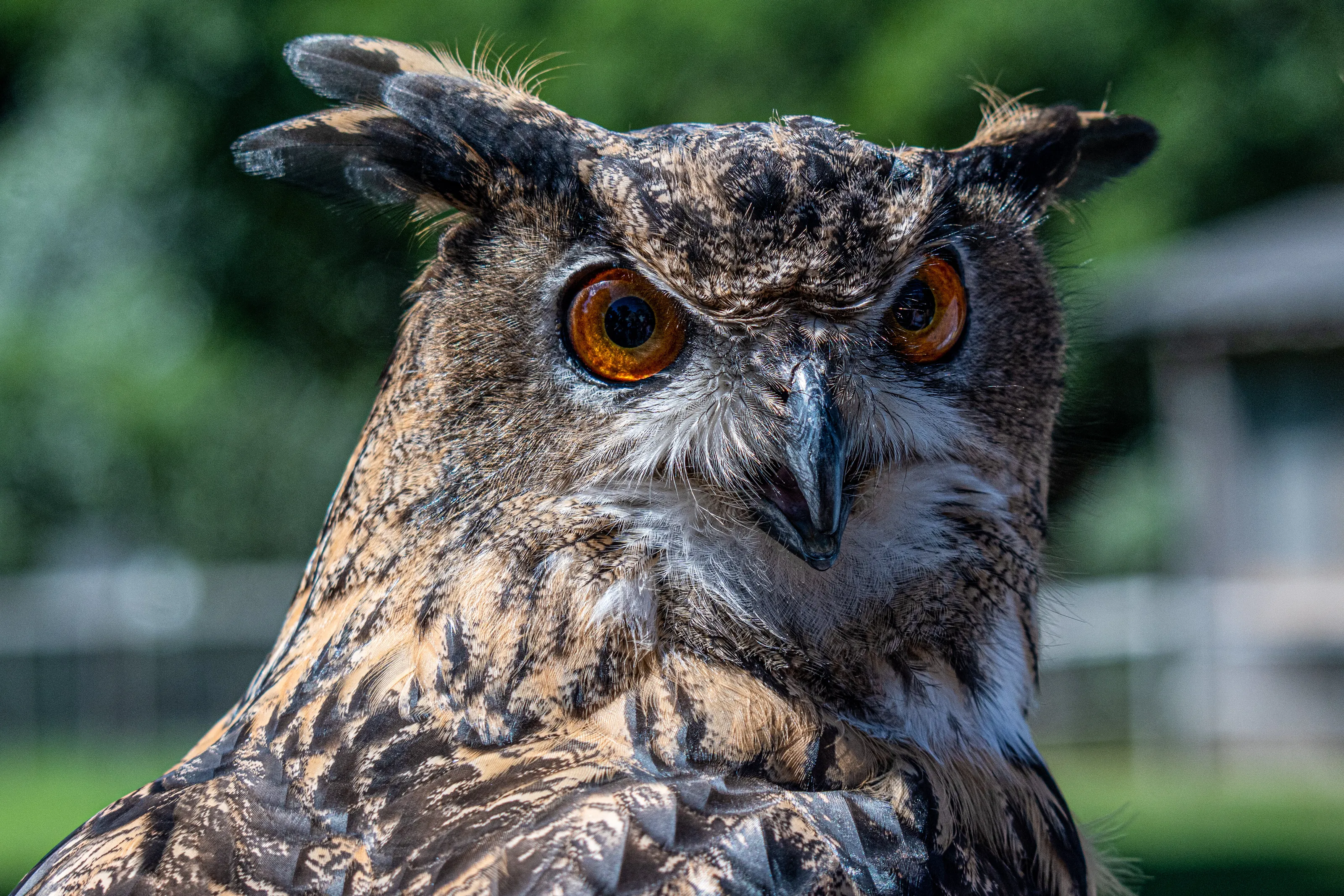 Great Horned Owl