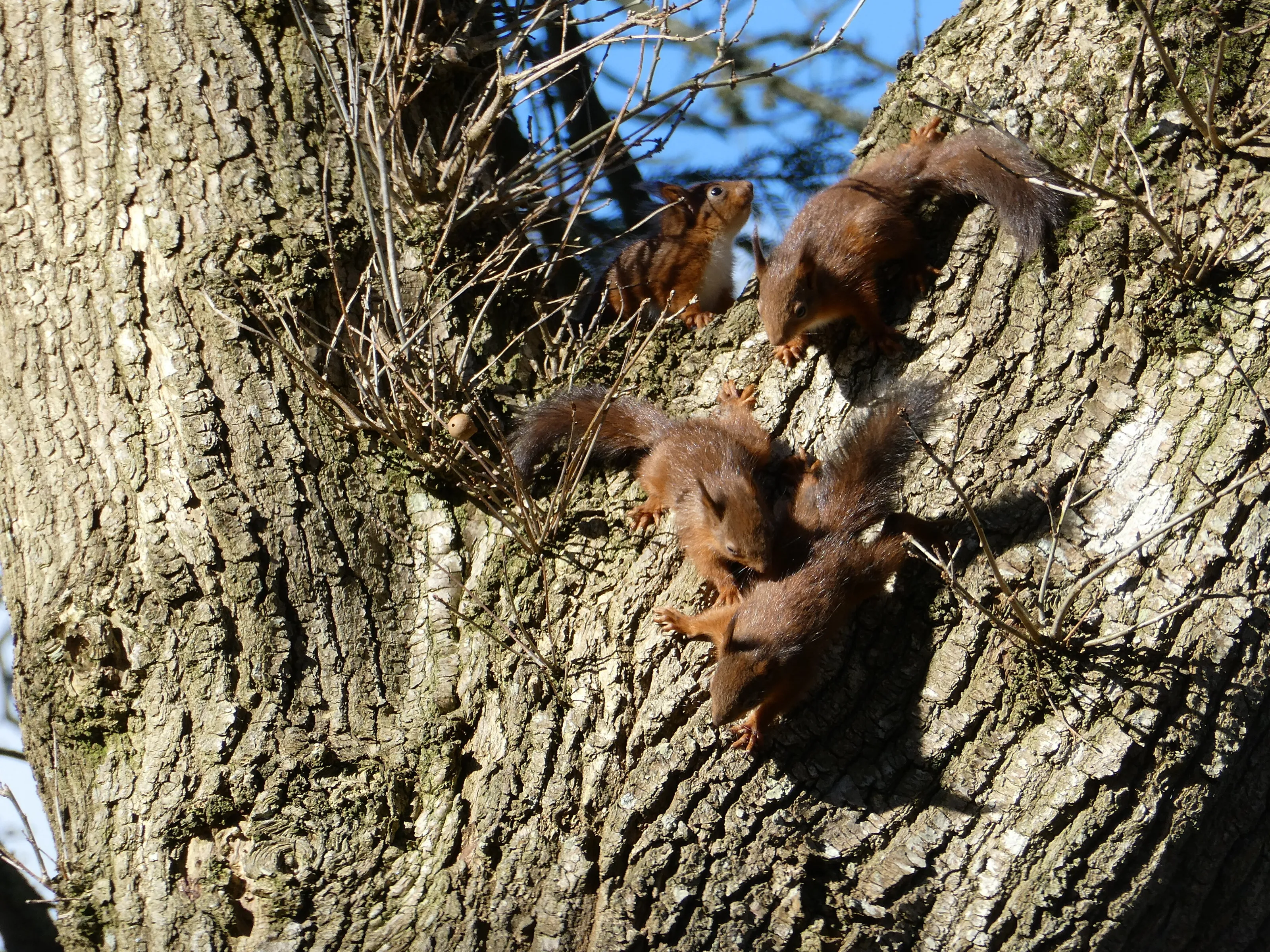 A scurry in Gargunnock