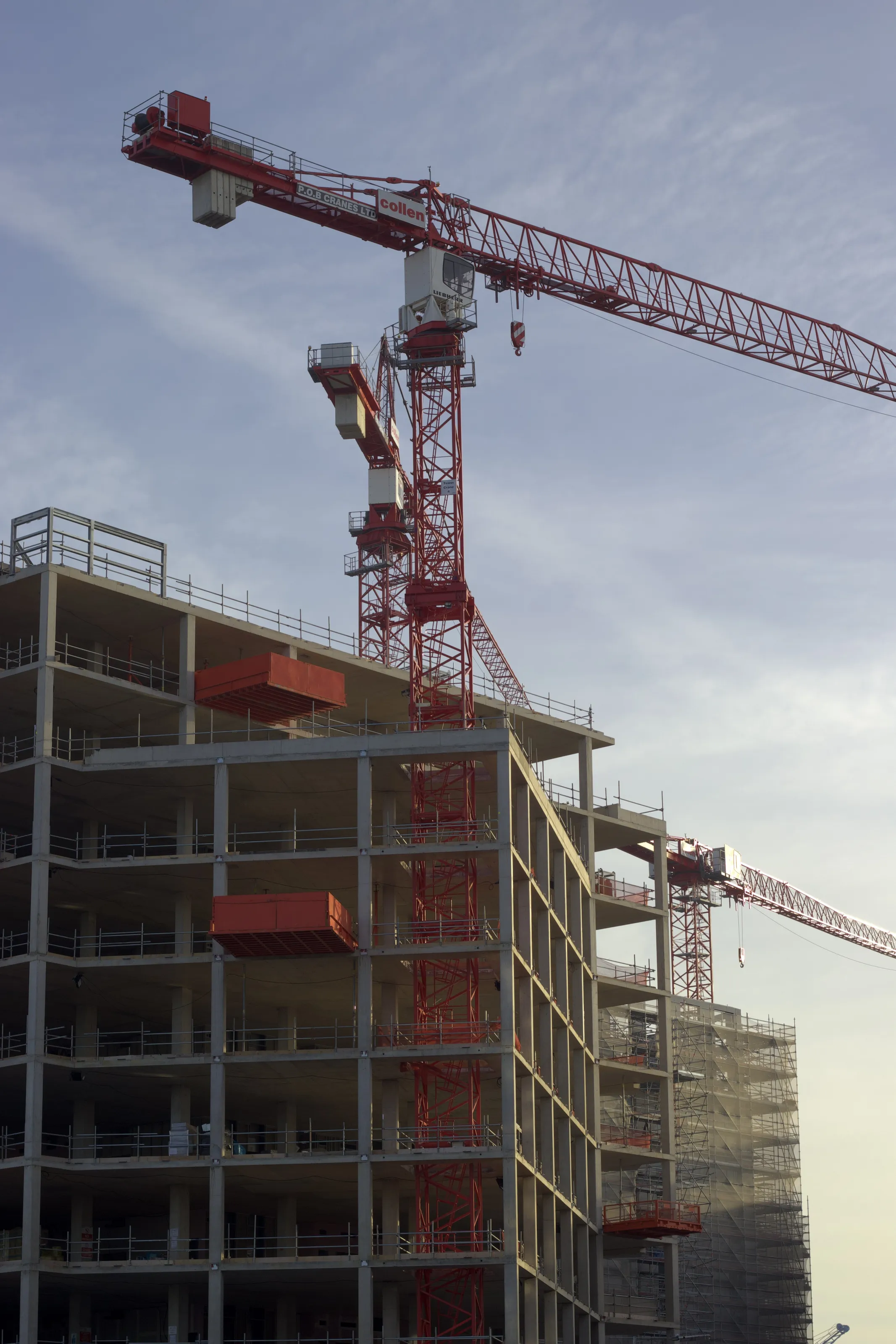 Cranes at Dawn