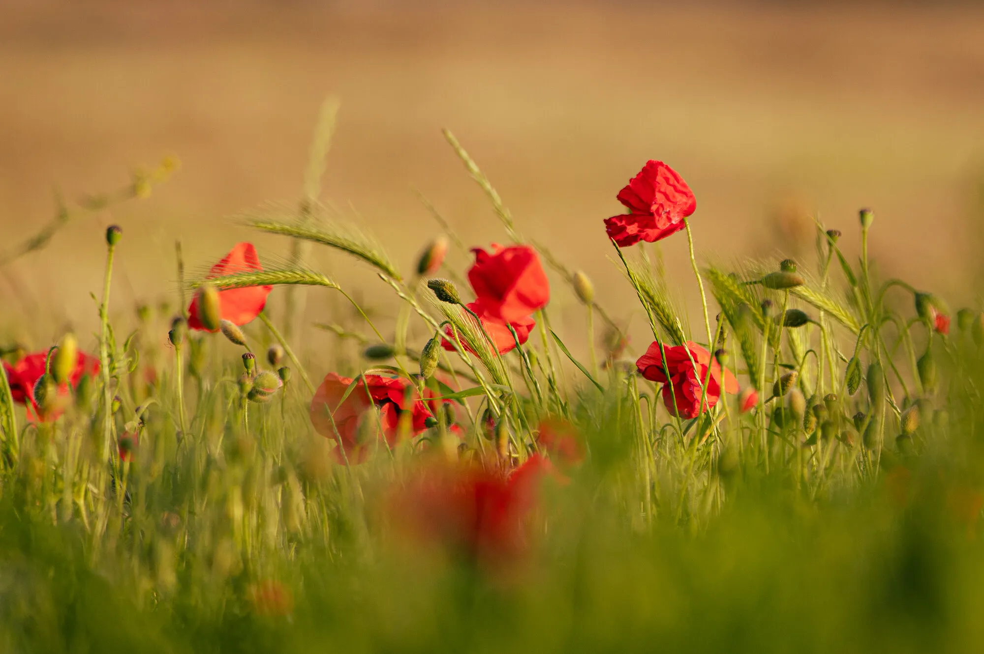 Summer field