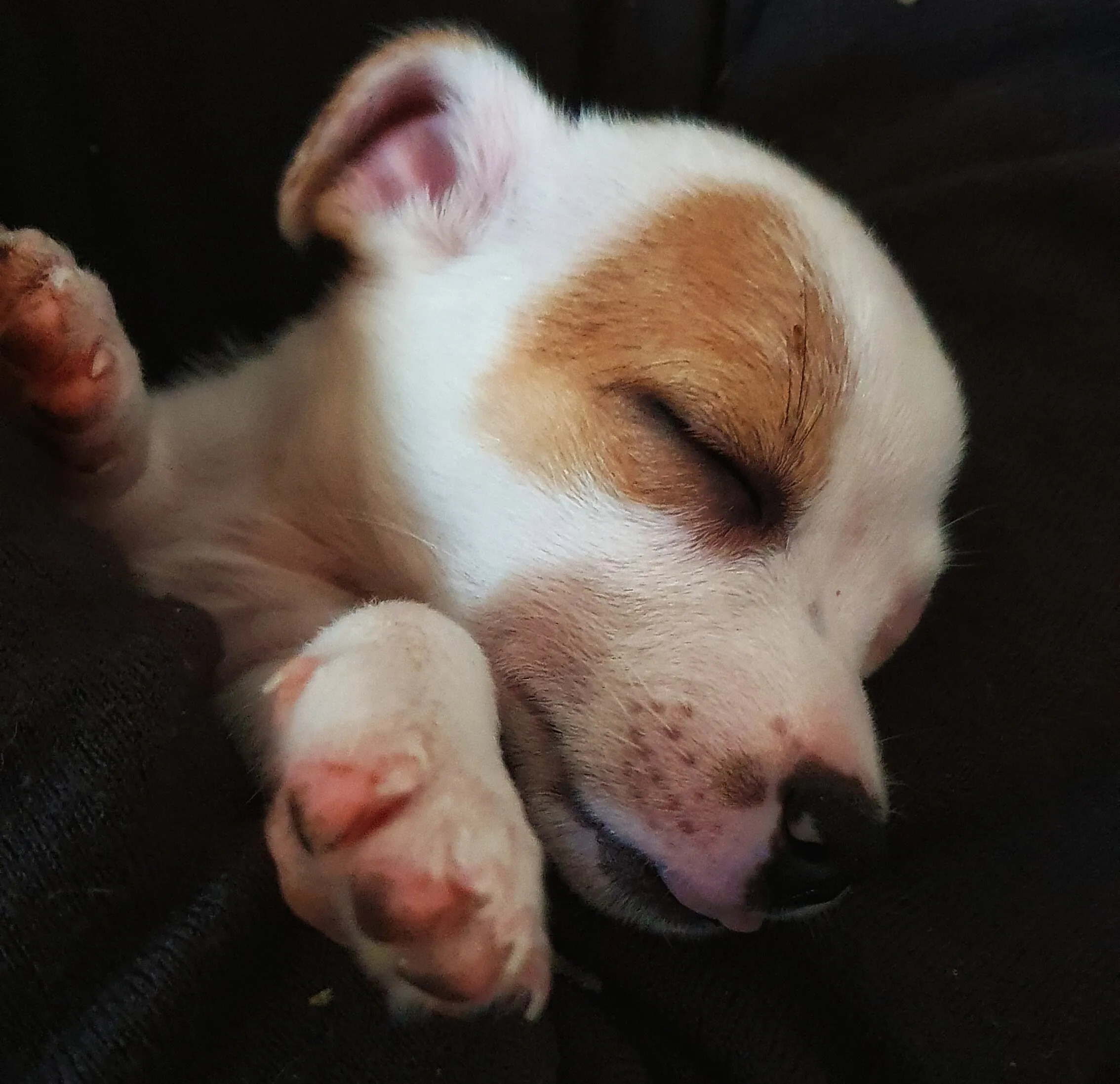 Puppy sleeping