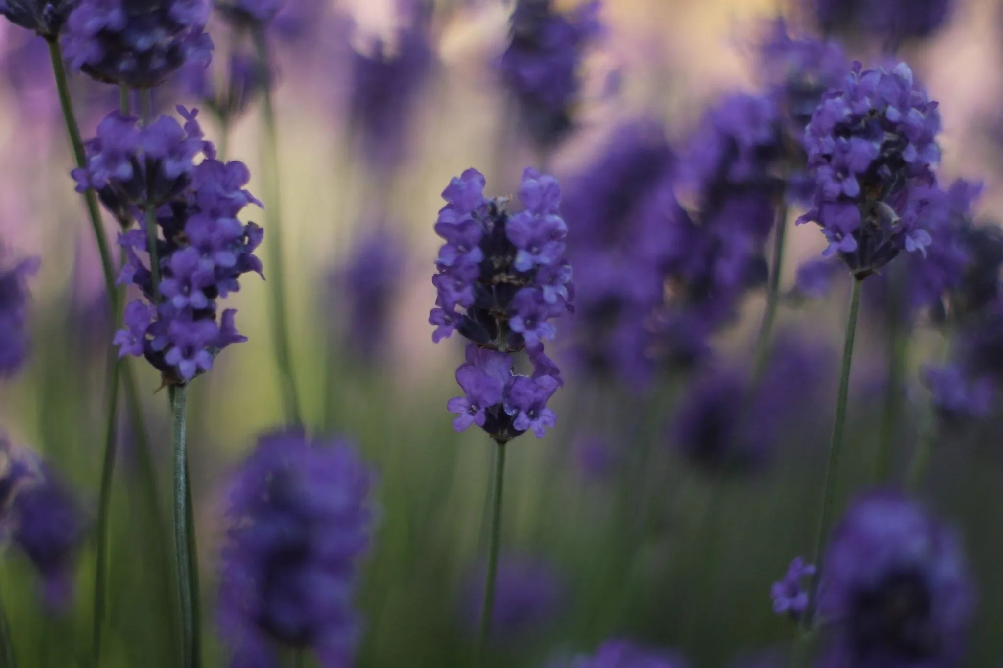 Lavender
