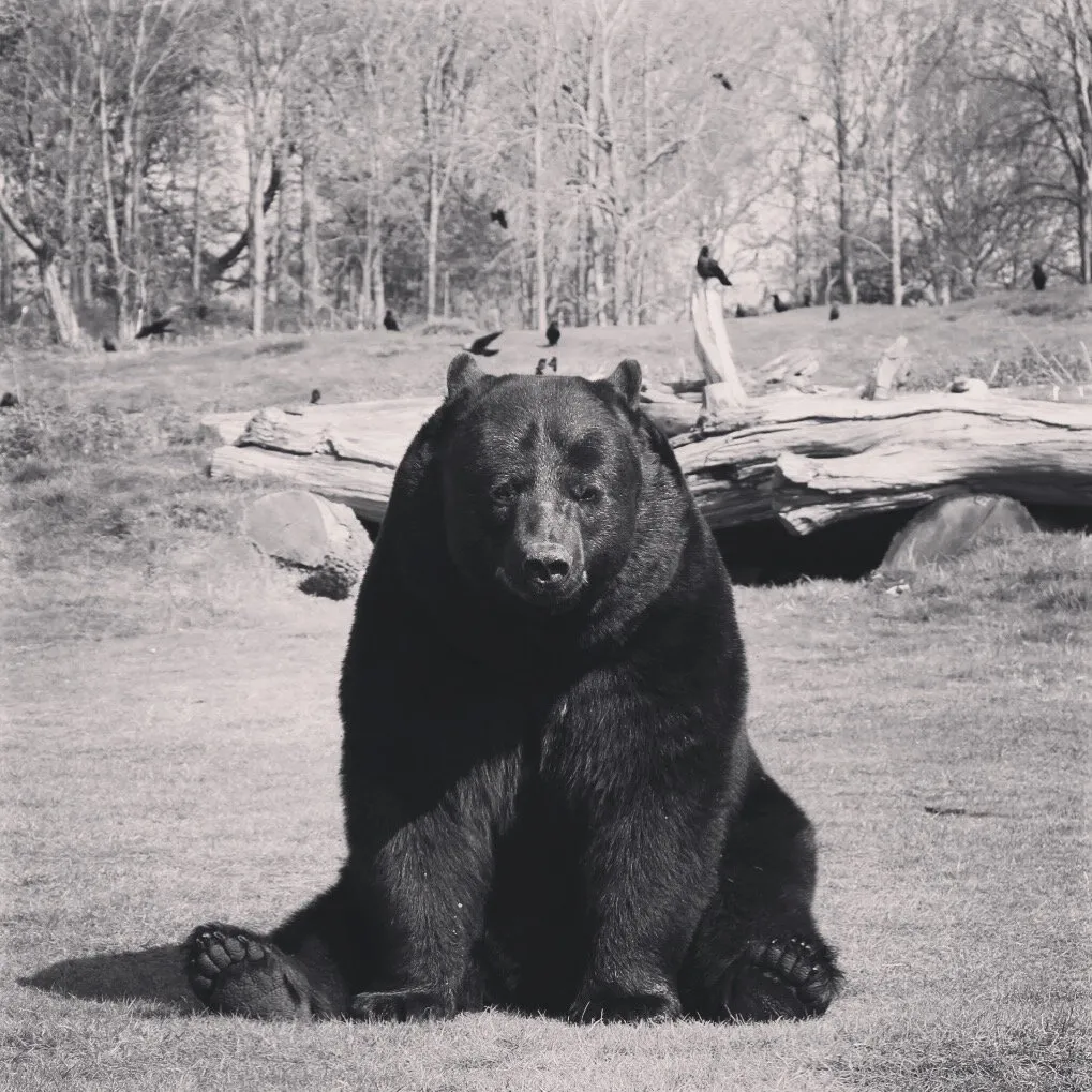 Bear Days