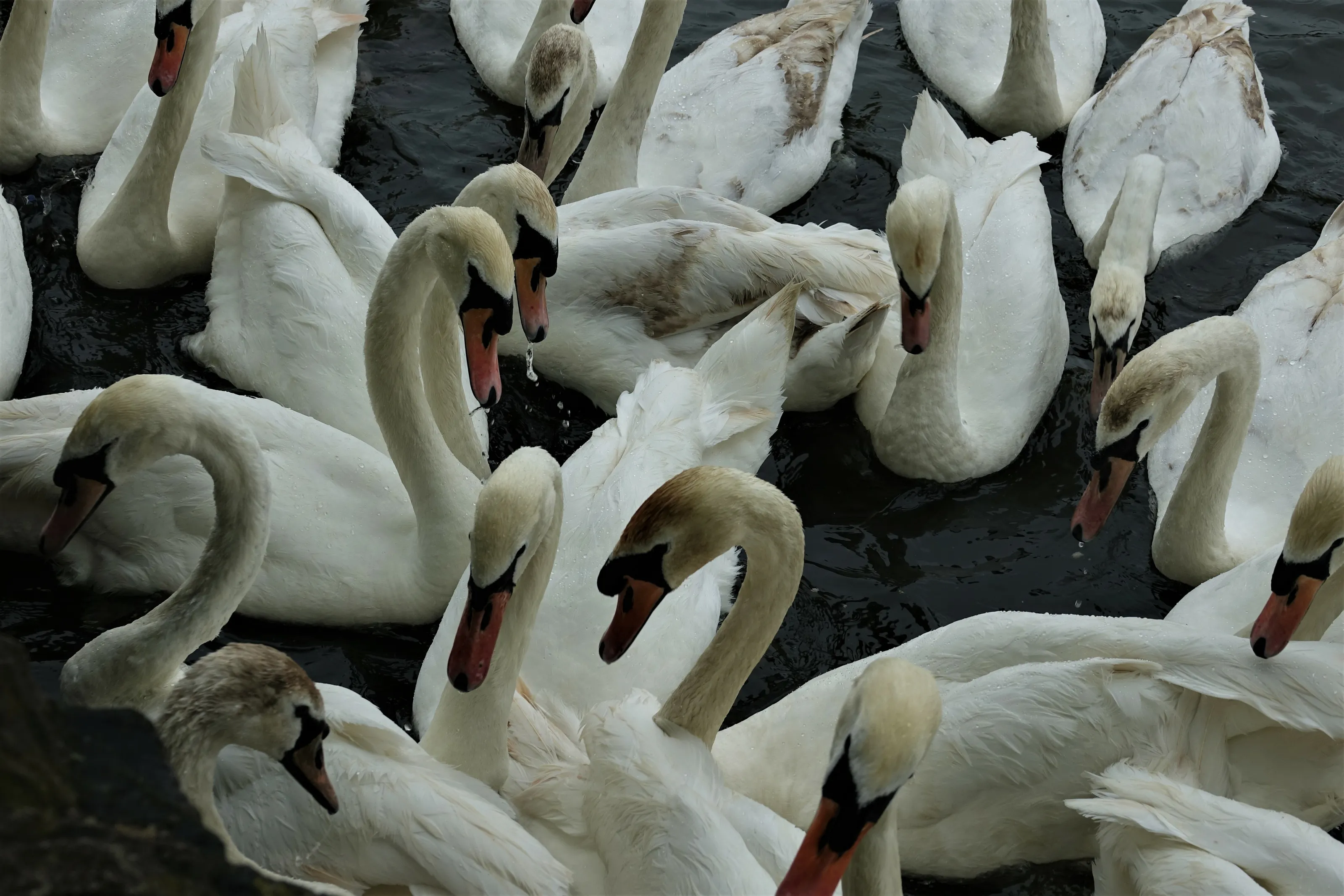 Swans
