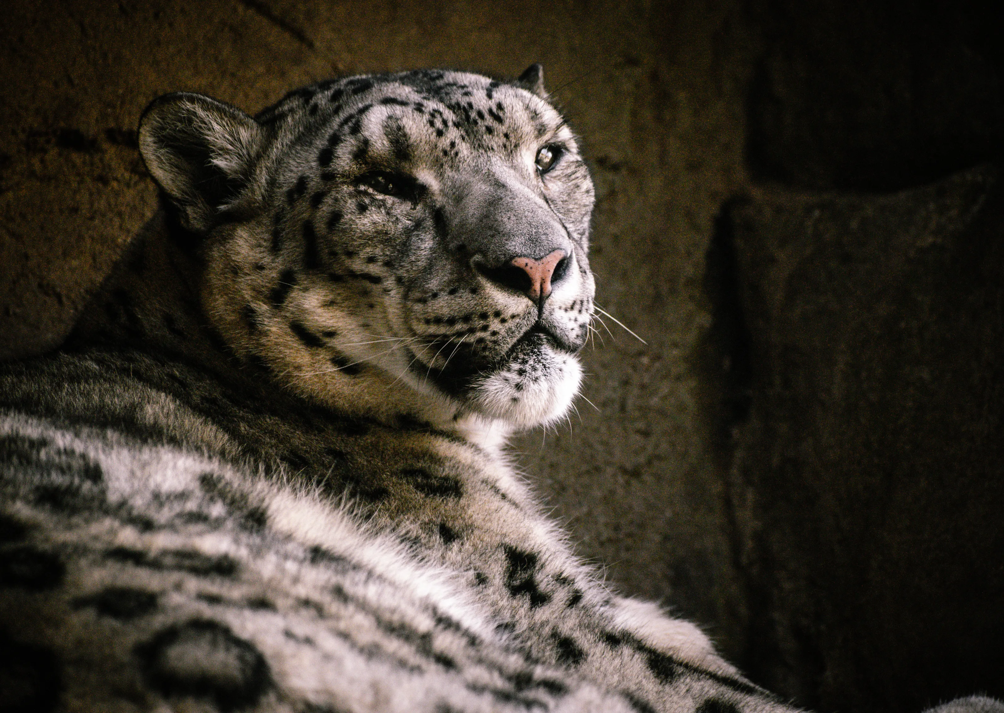 Snow Leopard