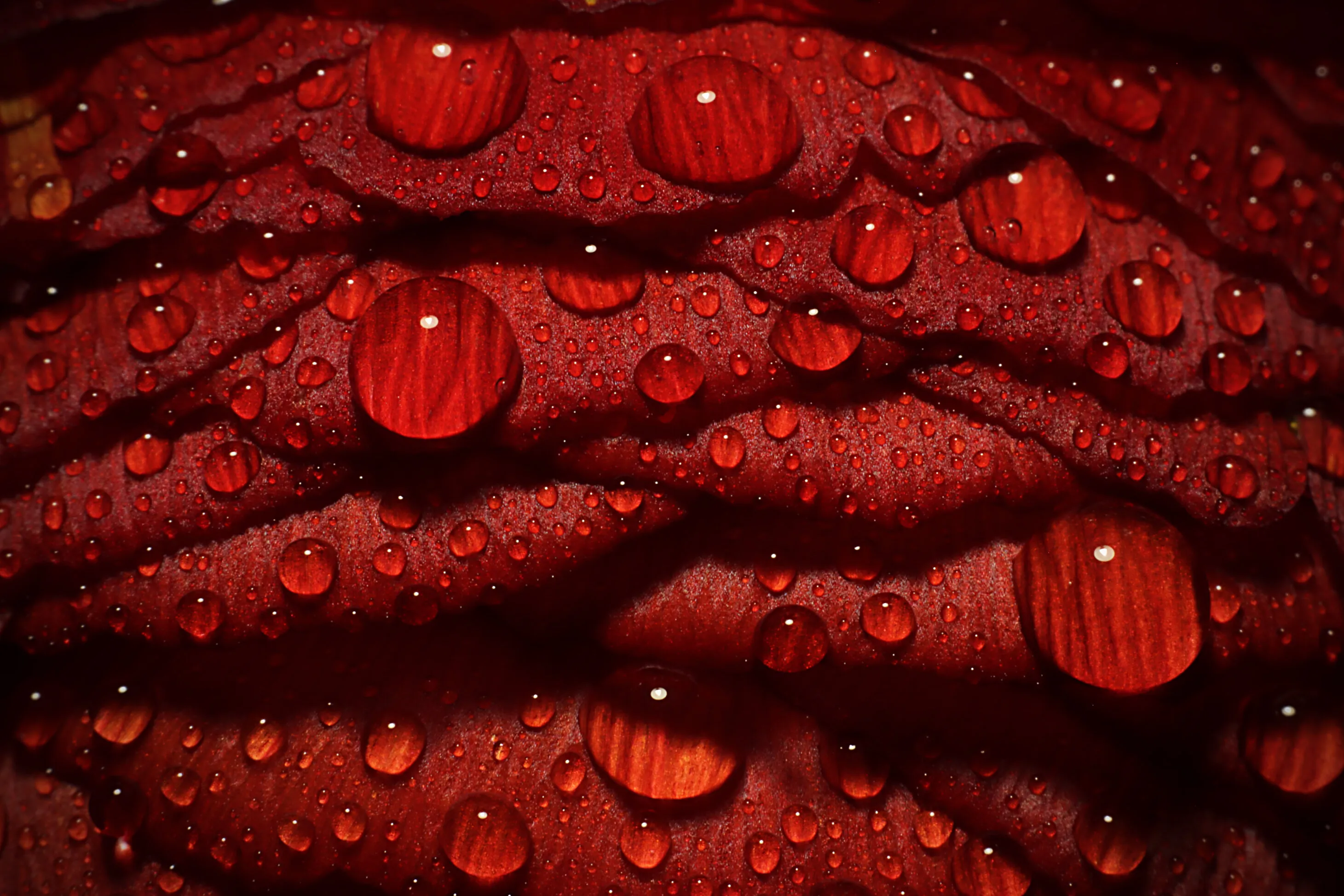 Drops on ranunculus