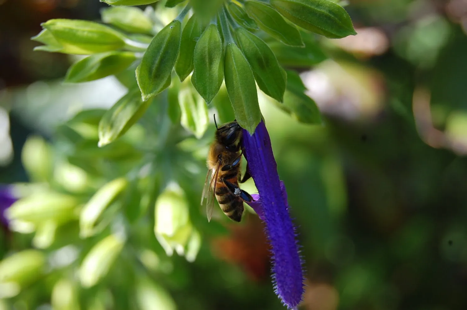 Bee on Purple Flower