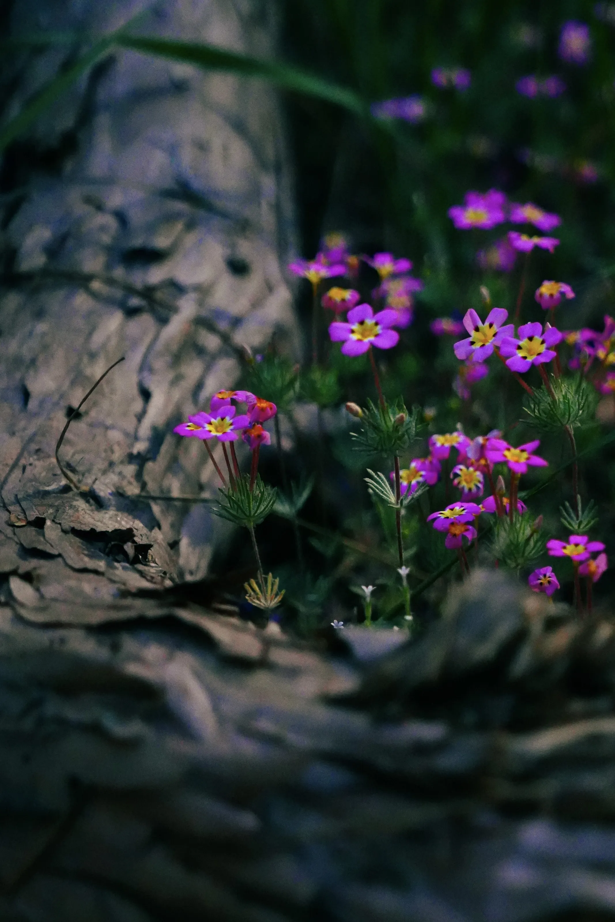 Sequoia flowers