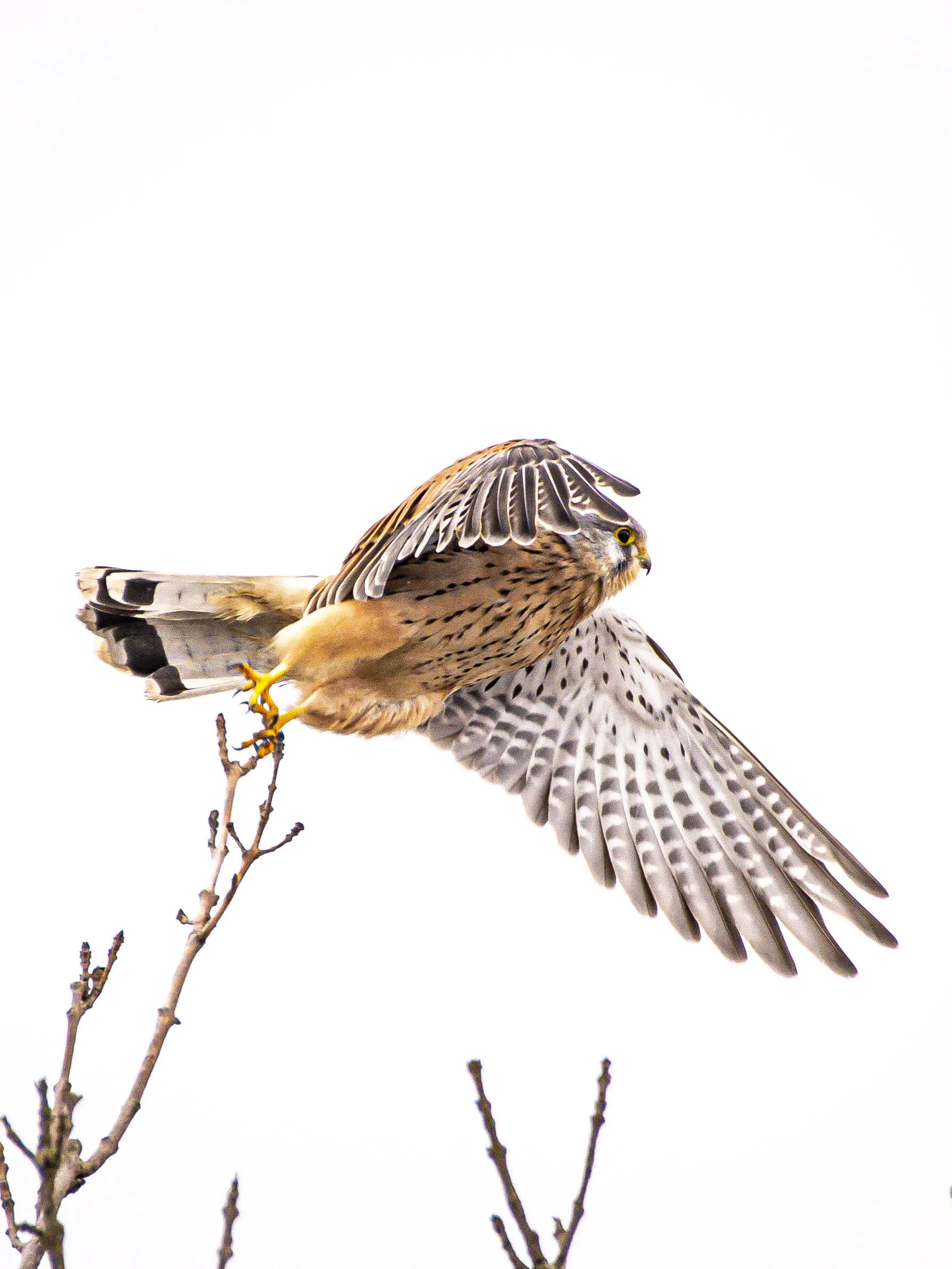 Eurasian Kestrel takes flight, Suomenlinna, Helsinki Finland