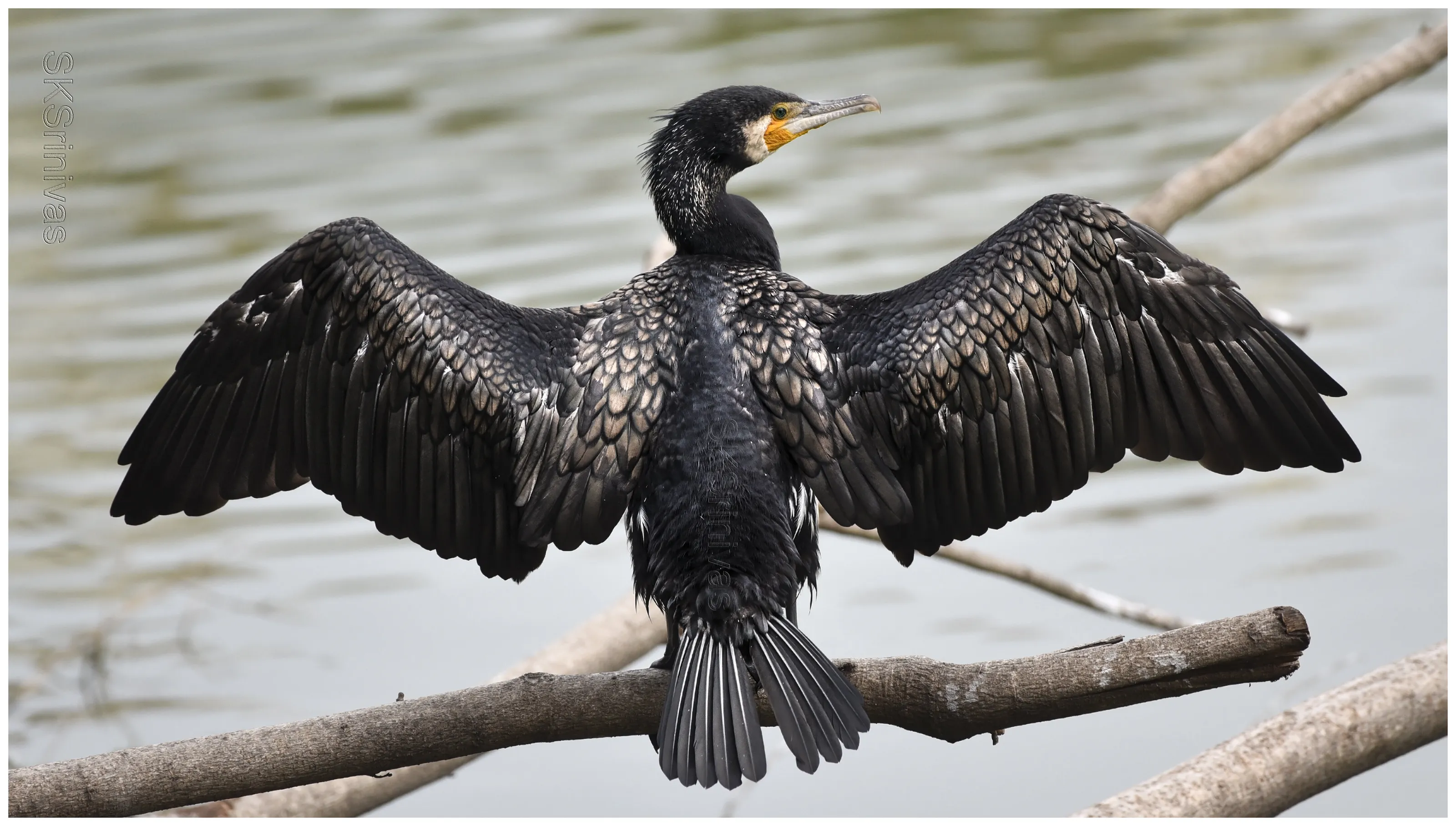The Great Cormorant.