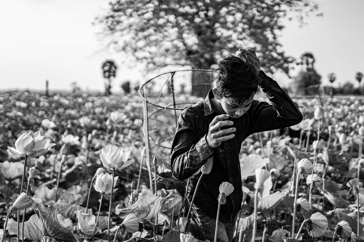 Lotus harvesting