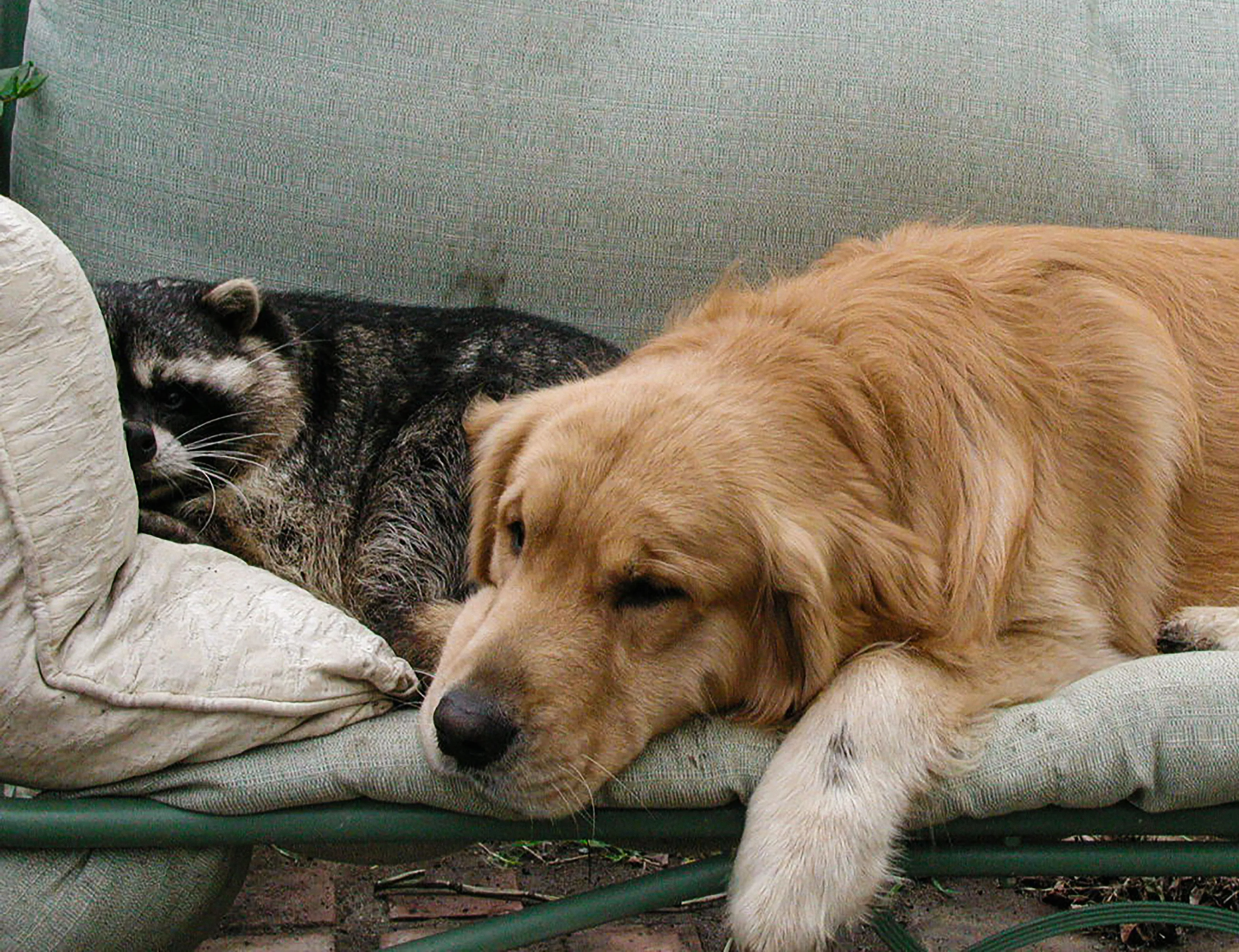 Zeke & Bailey nap time
