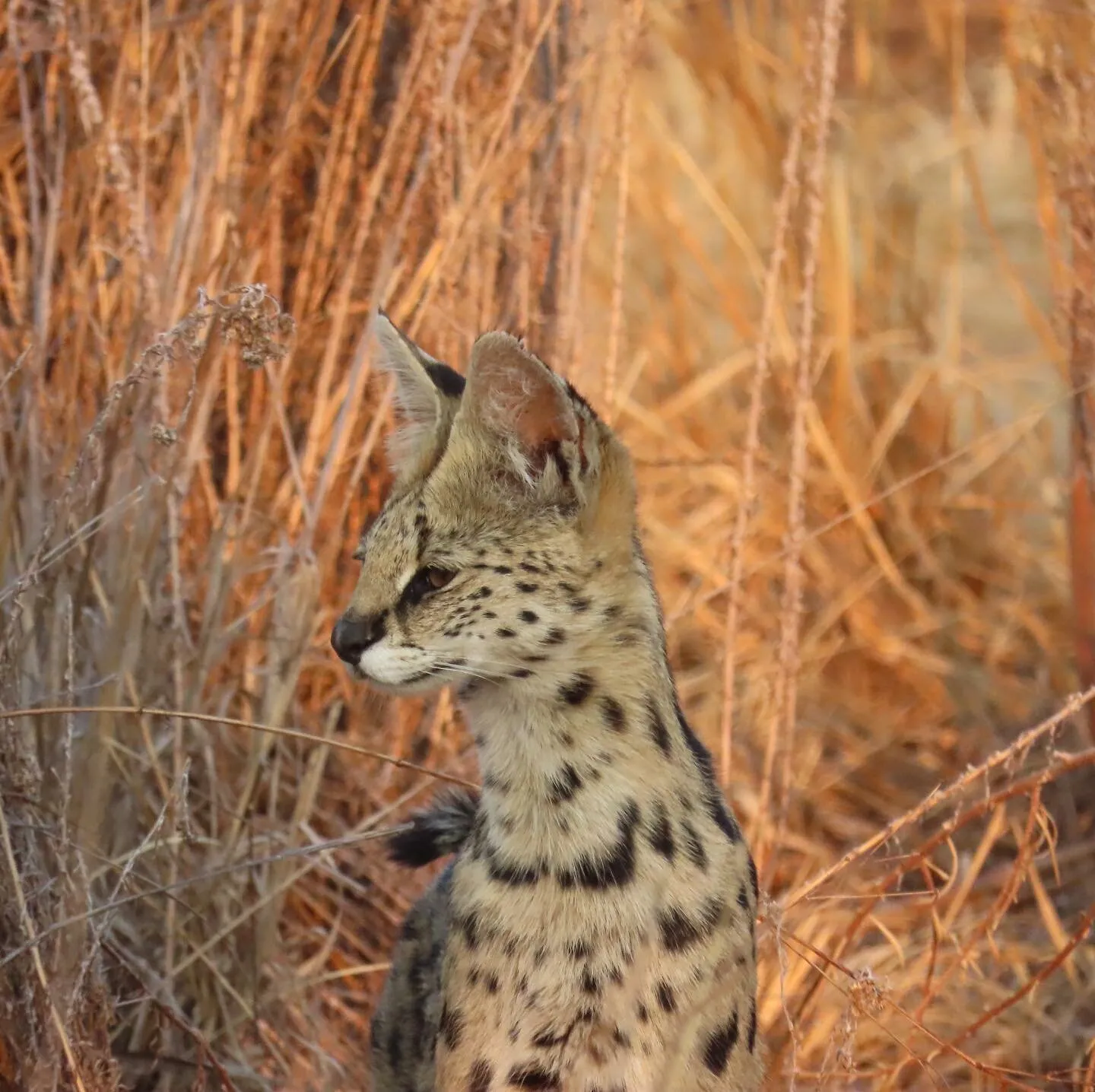 Serval