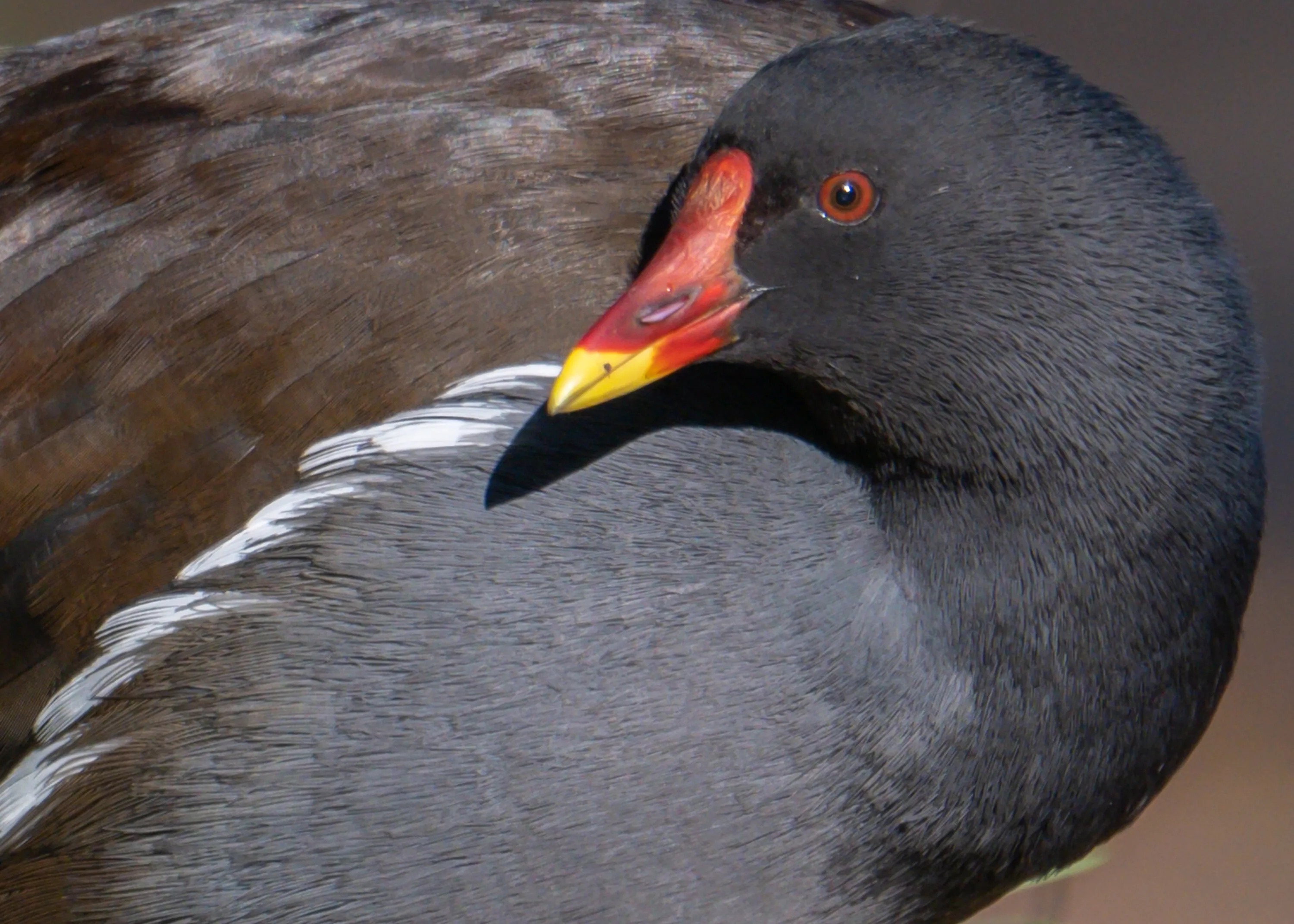The Moorhen