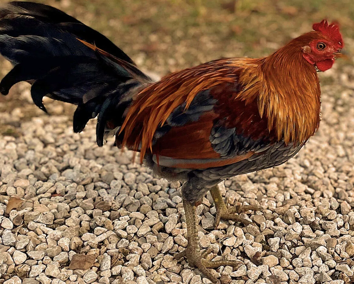 Rooster