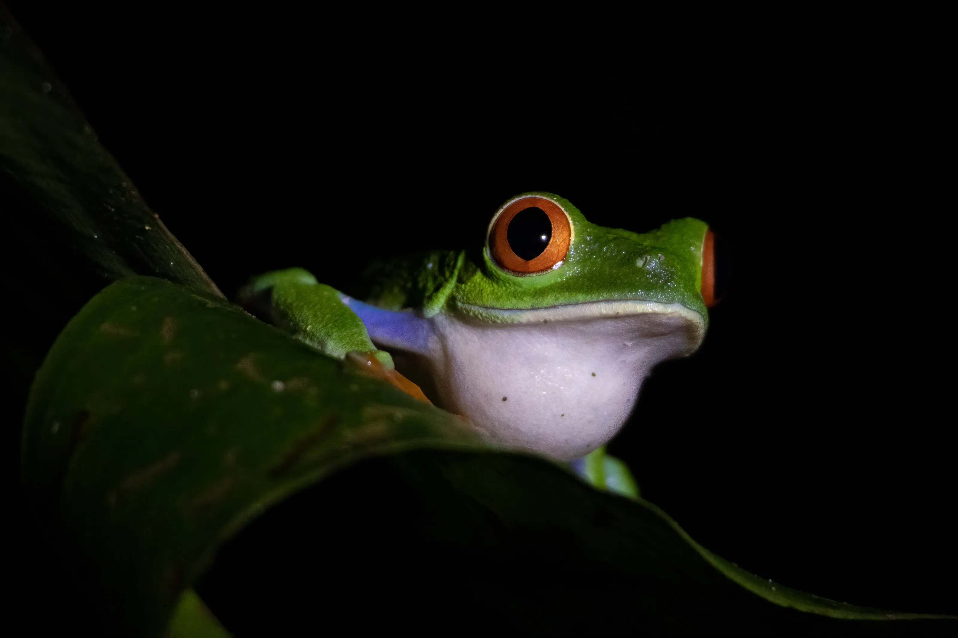Red-eyed Tree Frog