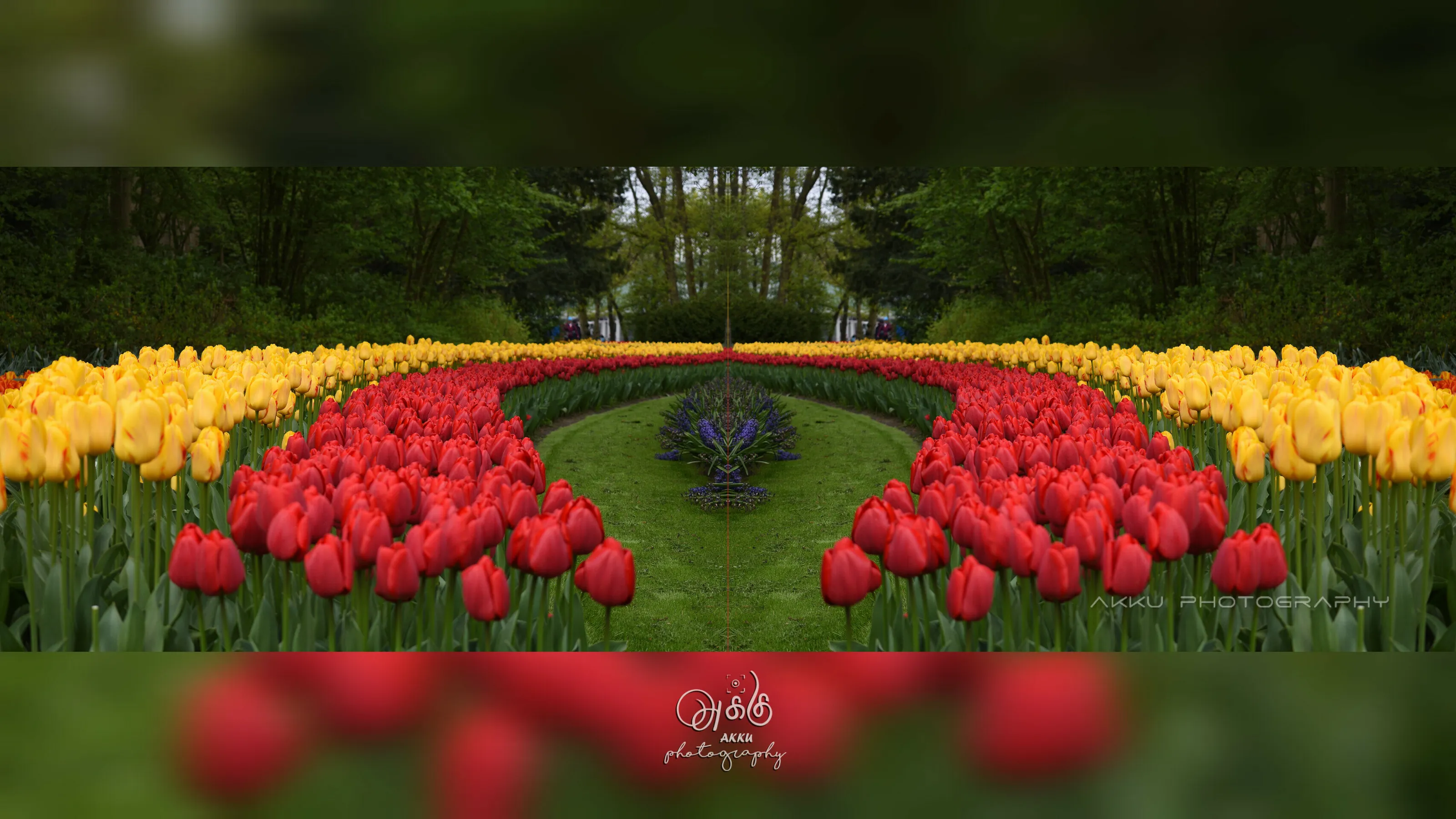 Keukenhof Tulip Garden, Holland