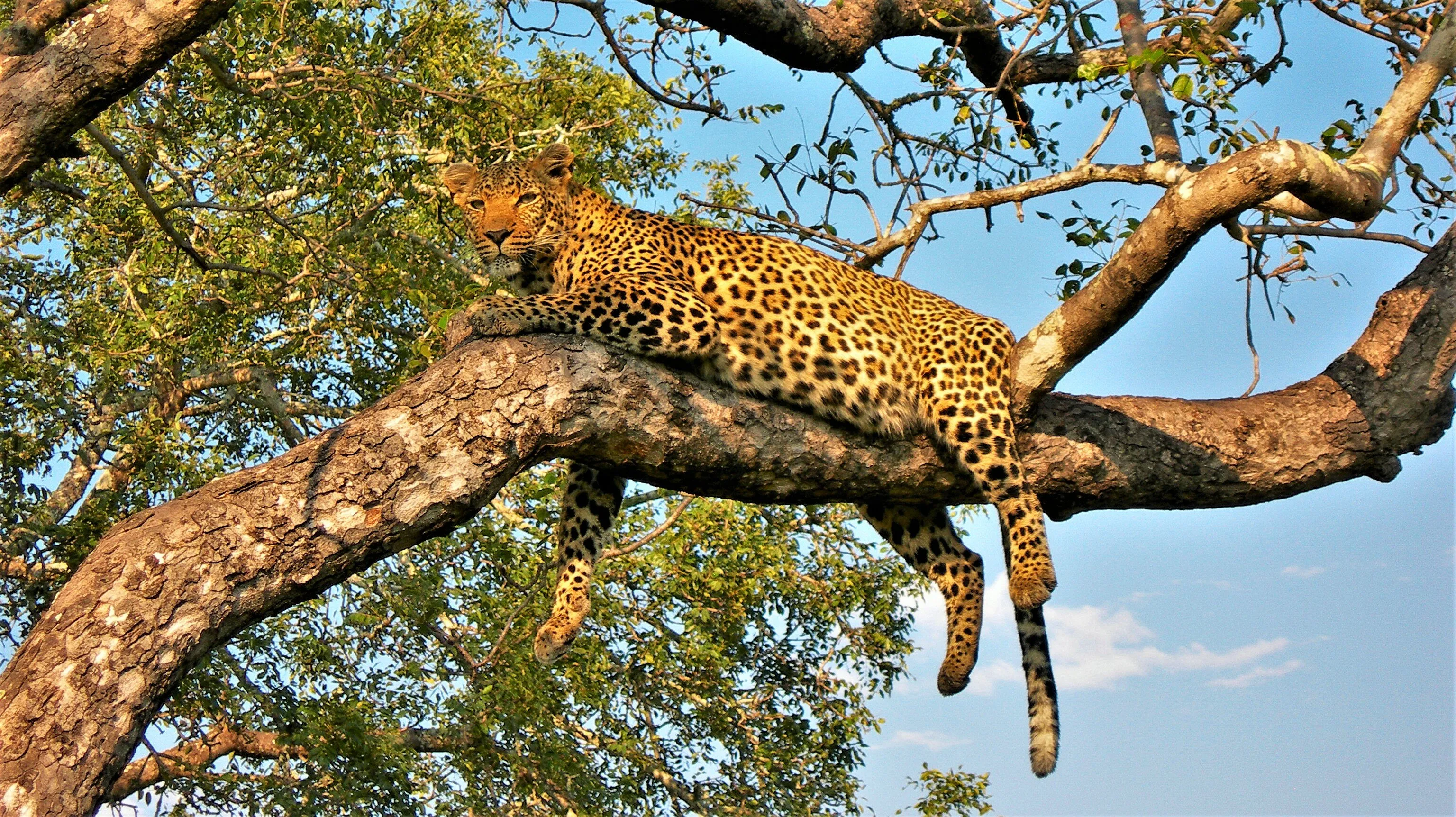 Leopard