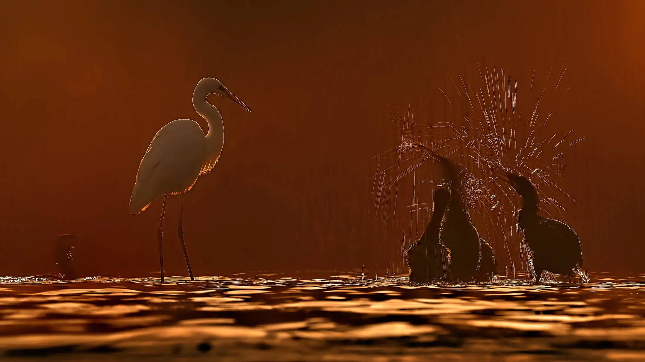 Morning on the pond