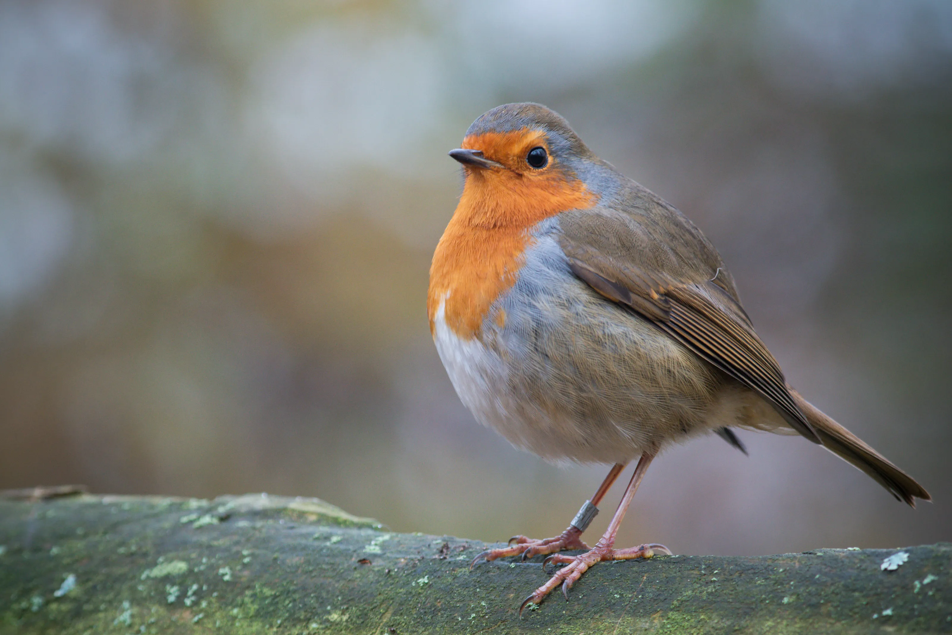 Raymond the Robin